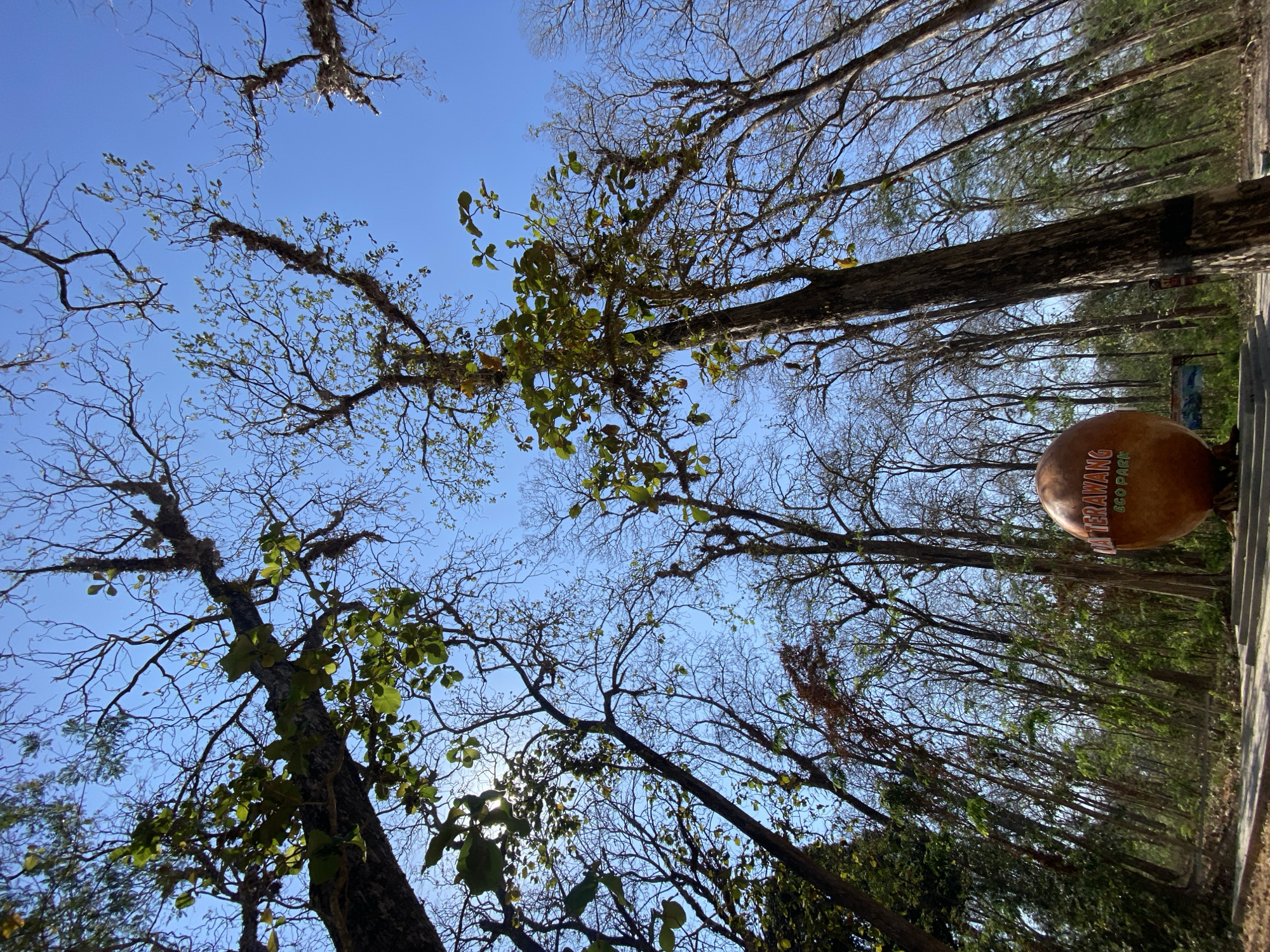 In a sun-drenched forest, a large, round, orange-brown monument with text in orange, reads "WA TERAWANG ECO PARK." It stands on a concrete base with steps leading up to it, in the foreground. The monument is surrounded by a dense forest of tall, slender trees, many of which are bare of leaves, creating a stark silhouette against the clear blue sky. Some trees still have a sparse scattering of green leaves, particularly towards the tops. The forest floor is covered in leaf litter and vegetation. The image is taken from a low angle, looking up into the canopy of the trees, which dominate the frame. The lighting suggests a bright, possibly dry season, with the sun casting long shadows and highlighting the texture of the tree bark.
