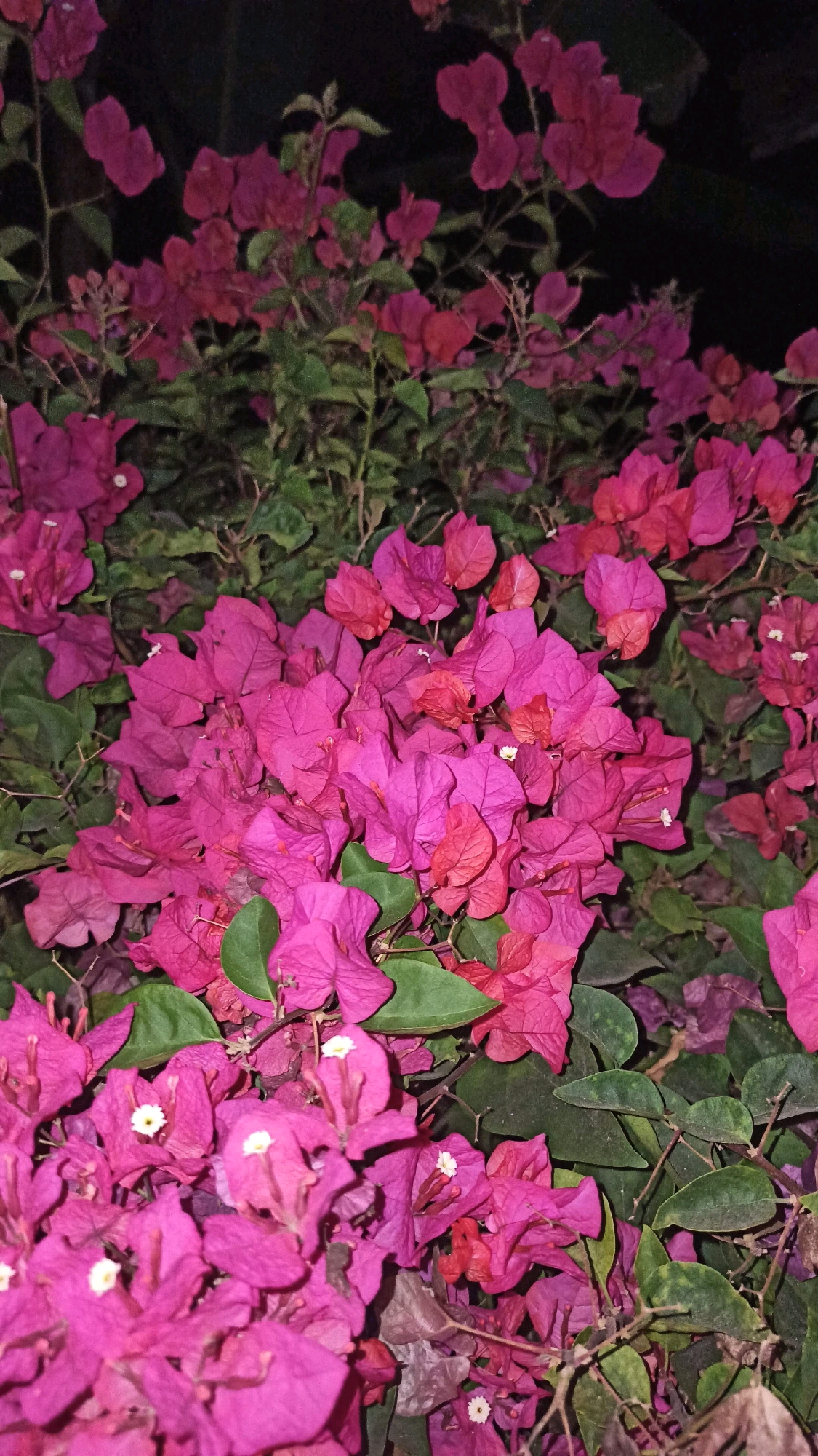 A low-angle, close-up shot captures a dense cluster of vibrant pink bougainvillea flowers against a dark, out-of-focus background. The flowers, with their papery bracts, are the primary focus, some appearing fully open and others in bud. Green leaves are interspersed throughout the foliage, adding depth and texture. A few tiny white stamen are visible at the center of some blossoms. The lighting suggests it is nighttime, likely illuminated by artificial light, which creates a dramatic effect on the intense colors of the flowers. The image does not contain any people or specific identifiable landmarks to indicate a precise location within Gundik, Indonesia, beyond the general presence of flowering plants. The scene is static and peaceful, highlighting the natural beauty of the bougainvillea.