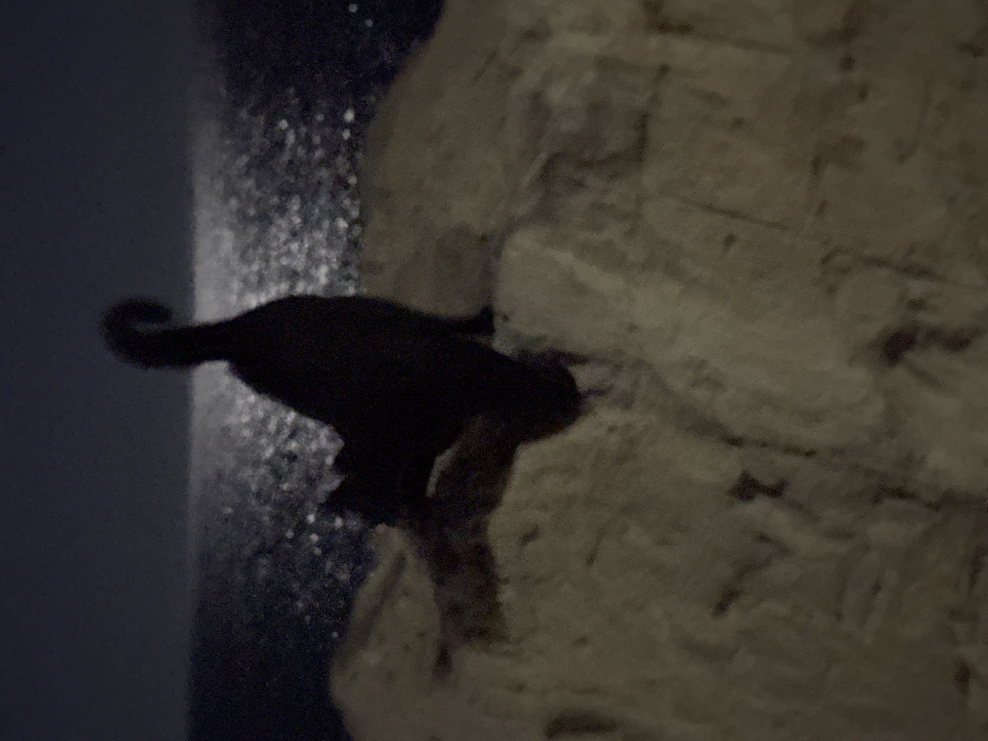 The image shows a black cat silhouetted against a moonlit sea. The cat is perched on a rocky ledge, its tail curled upwards. The water is dark and choppy, with a bright reflection of the moon on its surface. The sky is a deep blue, with no stars visible. The foreground is dominated by the rough texture of the rocks, which are dimly lit. The scene appears to be a quiet and peaceful night by the sea, possibly in a coastal area of Agios Tychona Community, Cyprus, given the typical rocky coastline and presence of the sea.