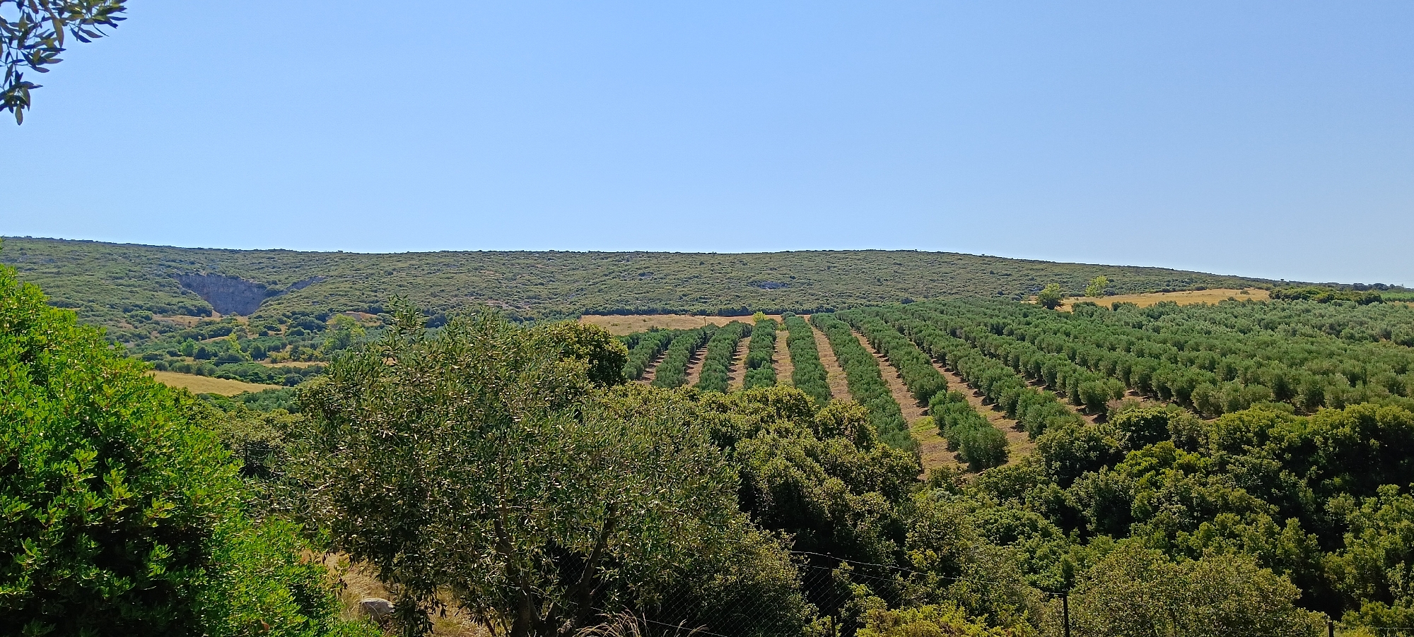 The image captures a rural landscape in Πετράλωνα, Greece, on a clear, sunny day. The foreground is dominated by lush green foliage of trees and bushes. In the midground, a meticulously organized olive grove stretches across a gentle slope, with rows of trees neatly planted. Beyond the olive grove, the terrain rises to a hilly landscape covered in dense green vegetation, creating a sense of vastness. A notable feature in the distance is a large, rocky gorge carved into the hillside, adding a dramatic natural element to the scene. The sky is a clear, uninterrupted blue, suggesting a tranquil and dry atmosphere. There are no people or animals visible in the image.