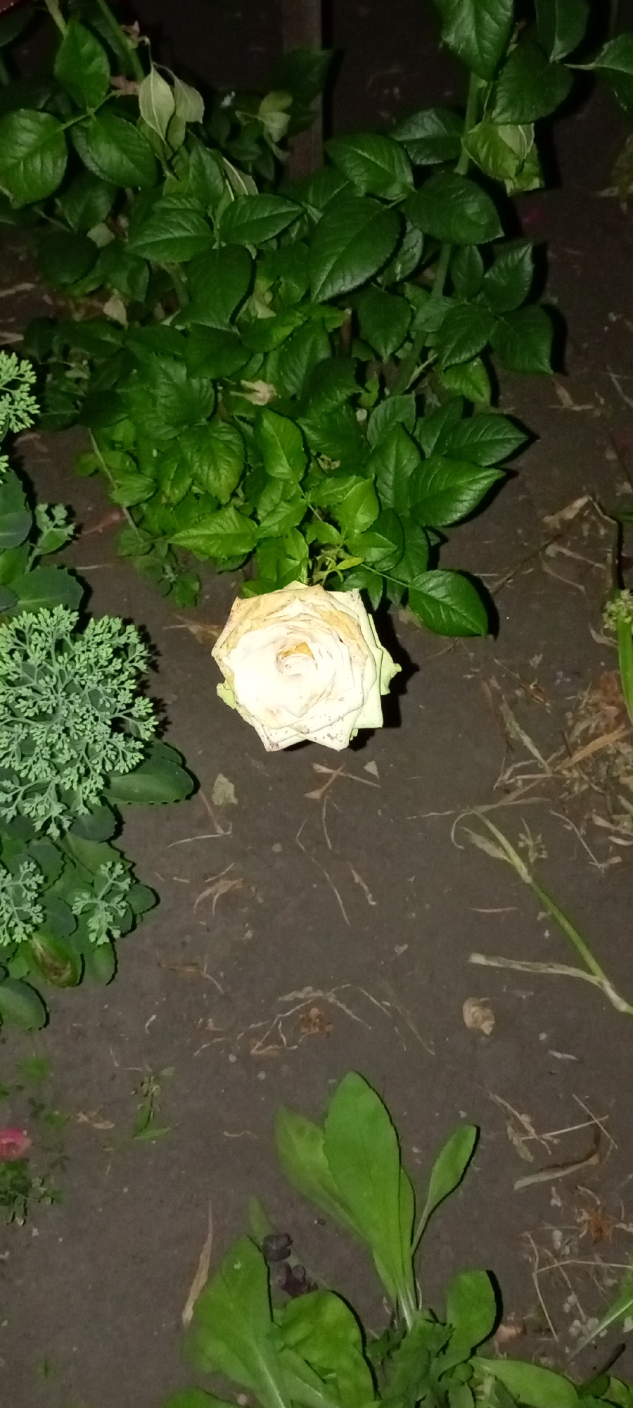 The image shows a close-up, top-down view of a wilted, pale yellow rose in the dirt. The rose is surrounded by green foliage, some of which appears to be ornamental, with feathery leaves. The ground is dark brown and contains some dried plant debris. The overall lighting suggests it is nighttime or a very dimly lit area. The image does not provide any specific information about the location within Kirsanov, Russia, as it focuses solely on the botanical elements. There are no people or actions depicted.