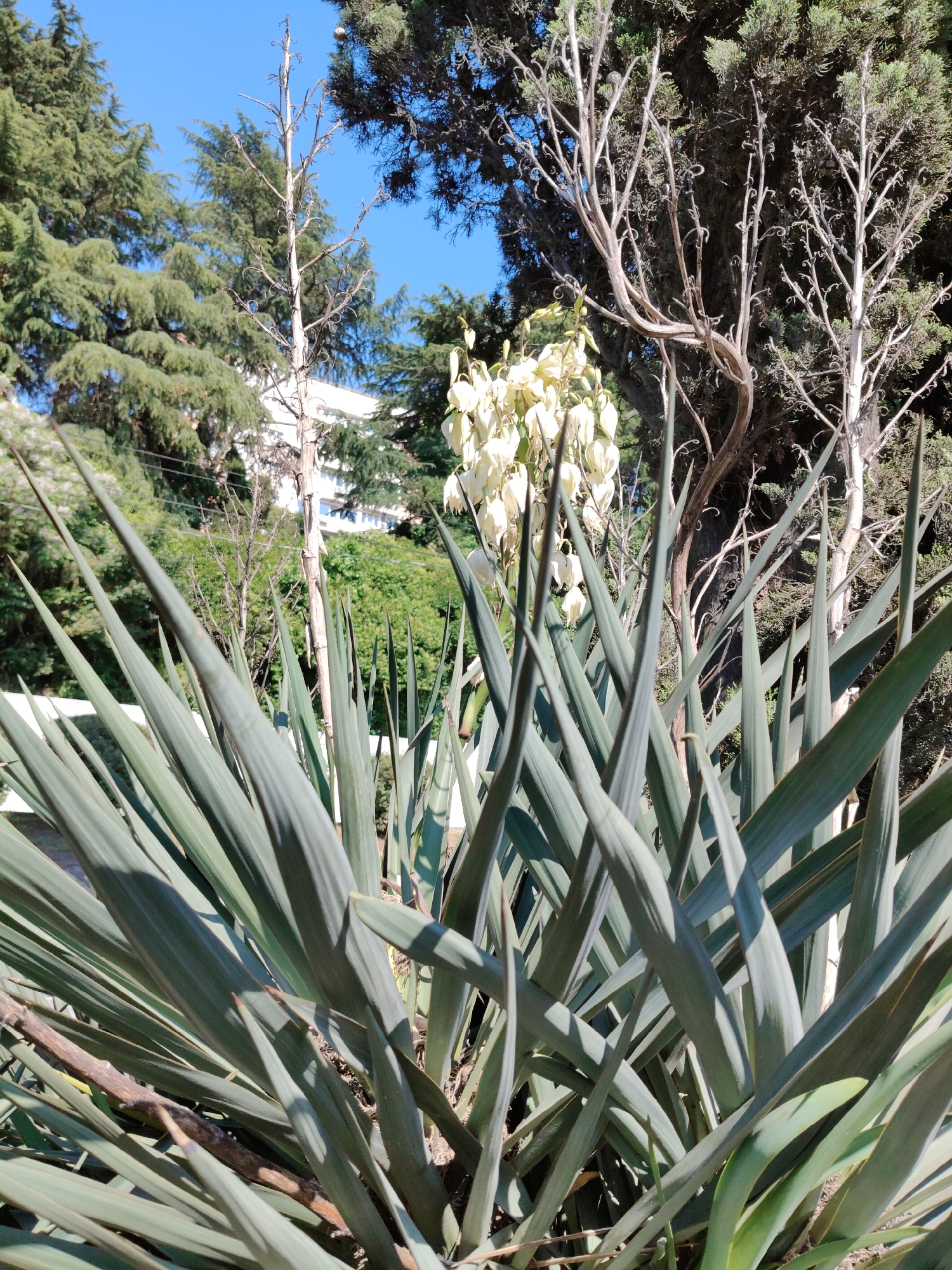 The image captures a close-up view of a plant with long, slender green leaves, possibly a yucca or similar succulent. In the background, a white building is partially visible amongst lush green foliage and trees. The sky is a clear blue. The scene appears to be outdoors, under natural sunlight, suggesting a daytime setting. The presence of trees and a building suggests an urban or suburban environment. The style of the building and vegetation could indicate a warm climate. While the image does not provide explicit clues to pinpoint the exact location in Sochi, Russia, the overall aesthetic aligns with the region's climate and flora, common in parks, gardens, or residential areas along the coast.