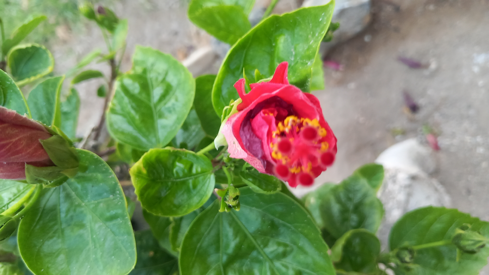 A close-up, slightly angled shot focuses on a partially opened red hibiscus flower with yellow stamens, surrounded by glossy green leaves. The flower is positioned in the lower right quadrant of the image, with its petals unfurling to reveal the vibrant reproductive parts. Several green buds are visible on stems in the upper and left portions of the frame. The background is softly blurred, showing a sandy or earthy ground with some small rocks and fallen purple petals. The scene appears to be outdoors, likely in a garden or natural setting. There is no indication of the specific location within the city of Kos, Greece, or any people.