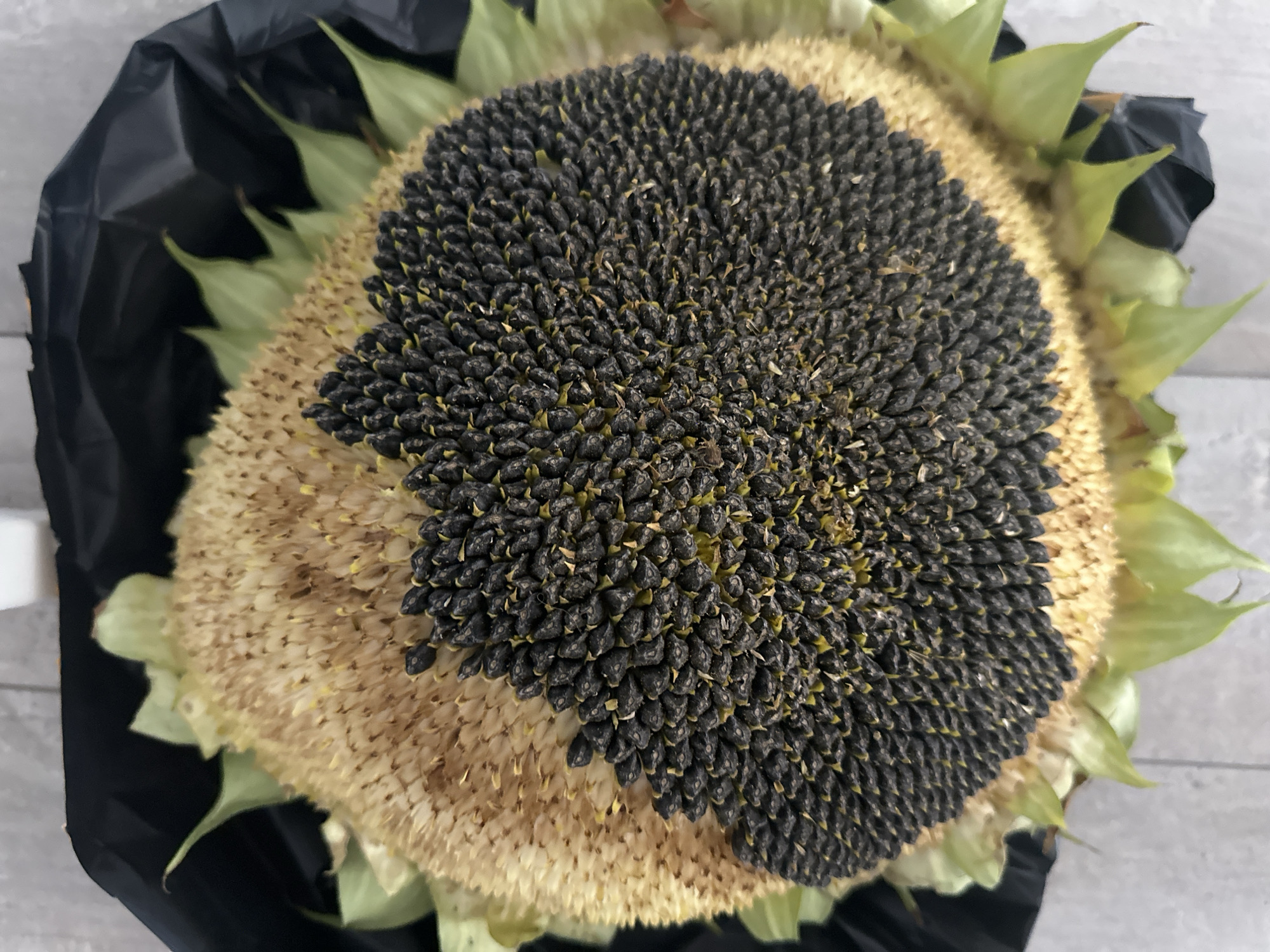 The image is a close-up, overhead view of a large sunflower head. The sunflower is partially dried, with many of its black seeds clearly visible in a spiraling pattern. The outer petals are a pale green and appear somewhat wilted. The sunflower is resting on a surface that appears to be a light gray, textured material, possibly a floor or table. Behind the sunflower, a portion of a black plastic bag is visible, surrounding its base. The lighting is even, with no harsh shadows. There are no people or animals present in the image, and no specific details suggest a location within the city of Nevinnomyssk, Russia.