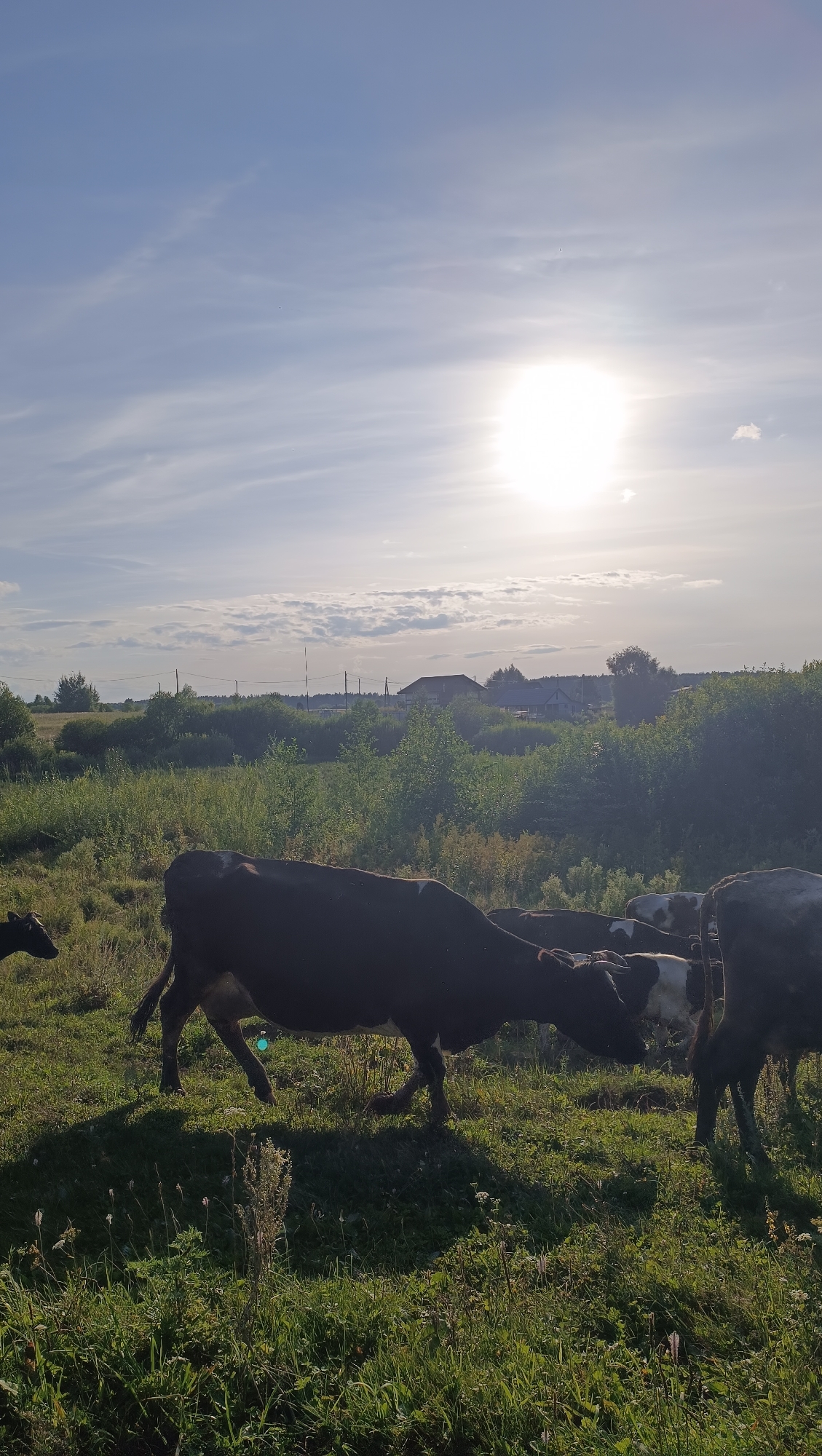 The image depicts a pastoral scene set in the outskirts of Karsha, Russia. A herd of cows grazes in a lush green meadow under a bright, hazy sun. The sky is a pale blue with scattered white clouds, and the sun is positioned high and slightly to the right of the frame, casting long shadows across the field. The landscape is characterized by rolling hills covered in dense vegetation and scattered trees. In the distance, several houses and buildings are visible, suggesting the presence of a small village or rural settlement. The cows, varying in color from black and white to solid dark brown, are the primary subjects, some grazing peacefully, while others appear to be interacting with each other. The overall atmosphere is serene and bucolic, capturing a typical rural Russian setting during what appears to be late afternoon or early evening, given the angle of the sun and the length of the shadows.