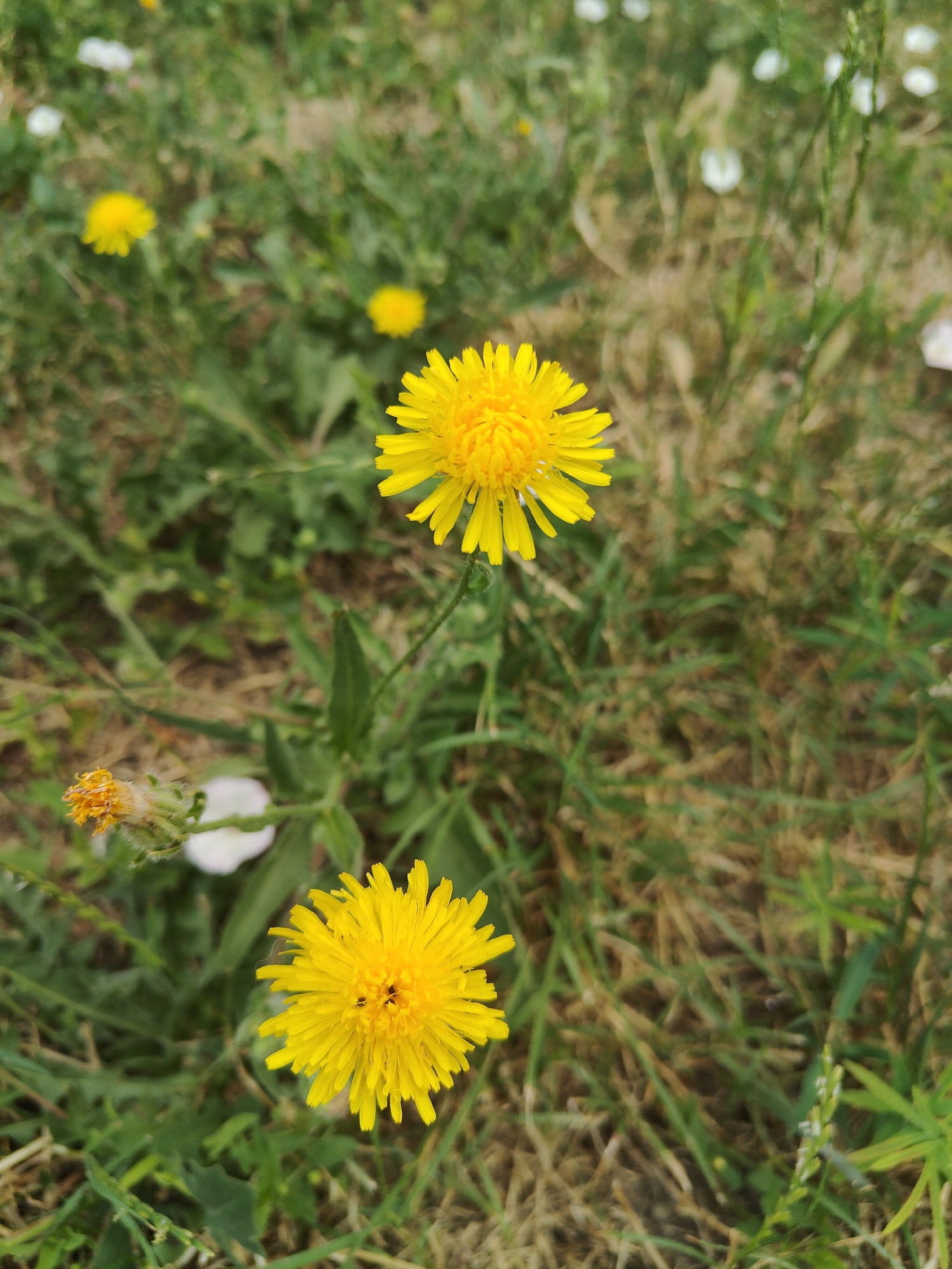 In an outdoor setting, likely a park or meadow, two yellow dandelions are in focus in the foreground. The dandelion on the bottom right is closer and larger, displaying its bright yellow petals and a dark center. Above and to the left of it, another, smaller yellow dandelion is slightly out of focus. In the background, out-of-focus greenery and dry grass suggest a natural or semi-natural environment. There are also a few small white flowers scattered throughout the scene. The lighting appears to be natural daylight, with no artificial light sources visible. The image is taken from a slightly elevated angle looking down. There are no people, animals, or man-made structures immediately apparent in the frame. The overall scene is one of natural flora in a somewhat unkempt grassy area. Without specific landmarks, the location in Chornomorsk, Ukraine cannot be confirmed from the image alone.