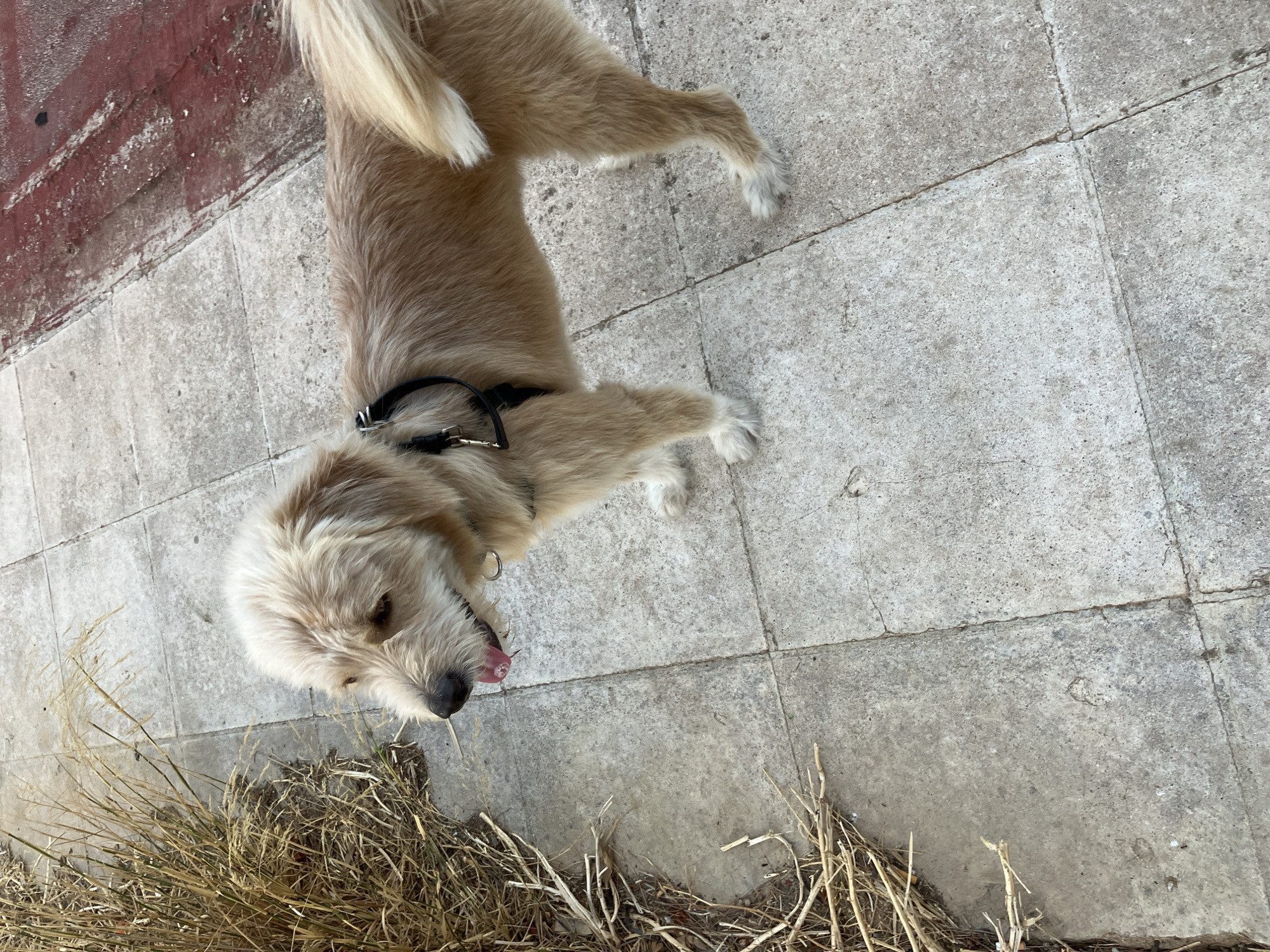 A tan-colored dog with shaggy fur stands on a paved sidewalk in Paleo Faliro, Greece. The dog is wearing a black harness and has its tongue slightly out. To the left of the dog, dry, tan-colored grass and plant stalks are visible. The sidewalk is made of square concrete tiles with visible grout lines. To the right of the sidewalk, a red-colored surface, possibly asphalt or painted concrete, is present. The lighting suggests it is daytime, likely outdoors.
