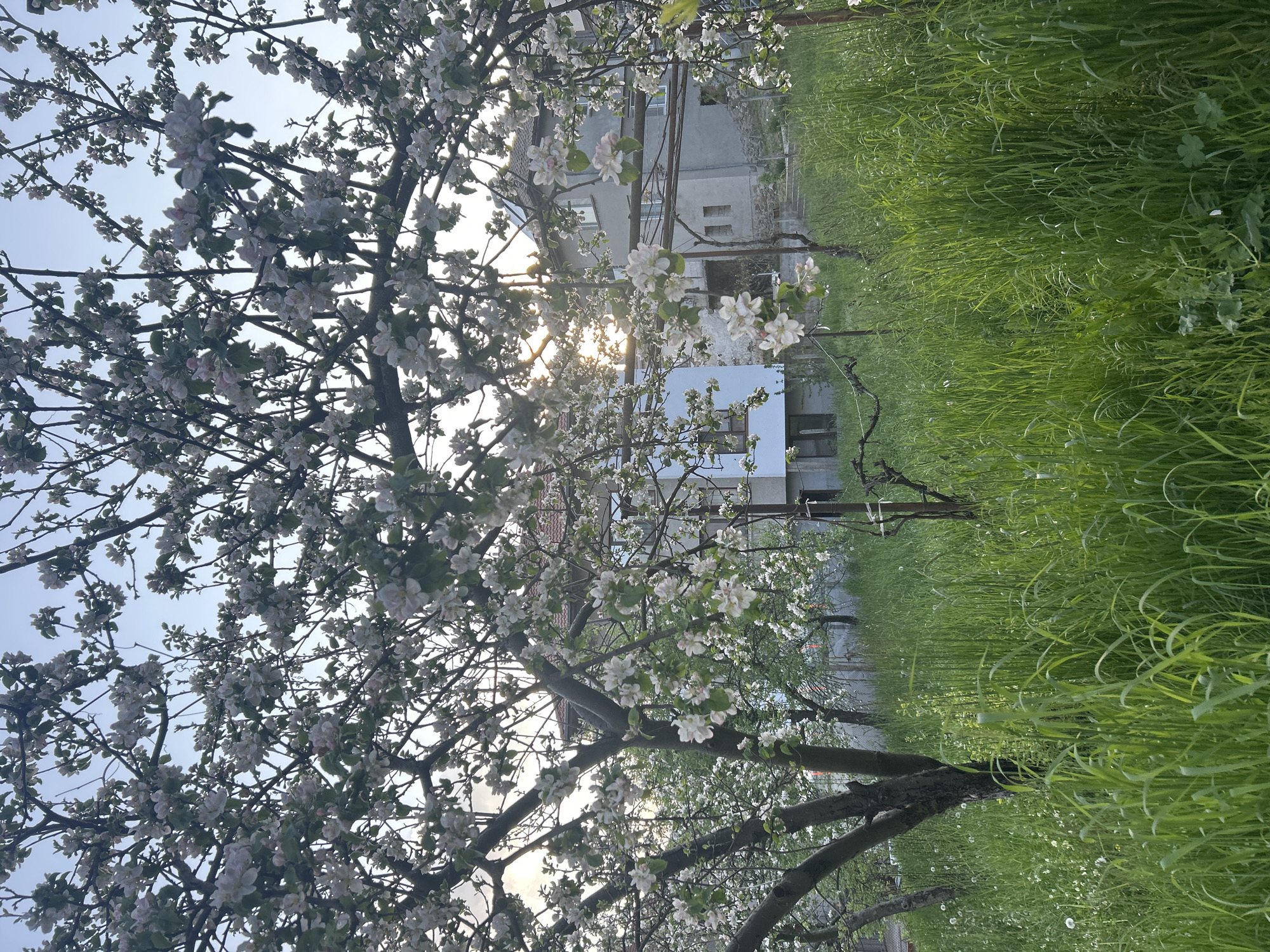 This image captures a vibrant springtime scene in Zlatograd, Bulgaria, showcasing a prominent fruit tree in full bloom. The tree, likely an apple tree, dominates the foreground and midground with a dense canopy of delicate white and pale pink blossoms. Its branches, largely devoid of leaves, crisscross against a clear, light blue sky.
The sun is visible in the background, peeking through the branches and flowers, creating a bright glare and a warm glow that backlights the blossoms. This light suggests either early morning or late afternoon.
Below and to the right of the blooming tree, lush green grass covers the ground. The grass is tall and appears somewhat untamed, with numerous small white dandelion puffs scattered within it, adding to the natural, rustic charm of the scene.
In the background, partially obscured by the trees, residential buildings are visible. One building is constructed from light grey material, possibly concrete or stucco, and features several windows. To its right, another building appears lighter in color, also with visible windows.
The scene conveys a peaceful and fresh atmosphere, characteristic of spring, with no people or visible text present.