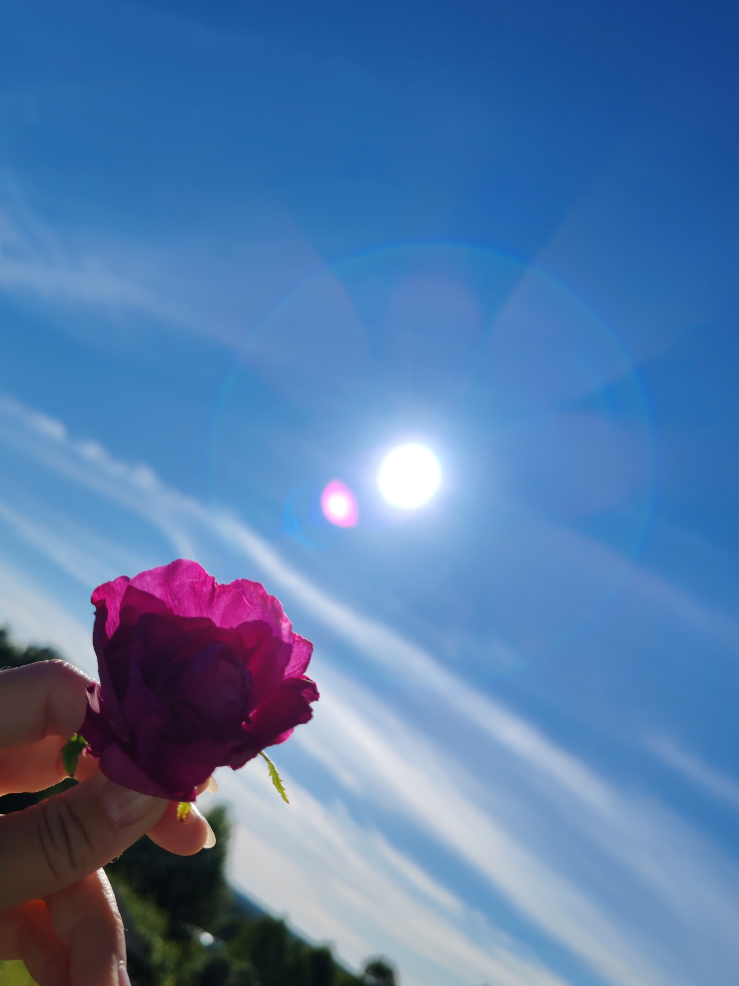 A close-up, low-angle shot shows a person's hand holding a vibrant purple flower against a bright blue sky. The sun is prominently visible, creating lens flare and streaks of light across the sky, which is dotted with wispy white clouds. The background is blurred, but appears to be a natural landscape with hints of green foliage. The scene evokes a feeling of summer and is likely outdoors, though a specific city like Чухлэм, Russia cannot be identified from the image alone.