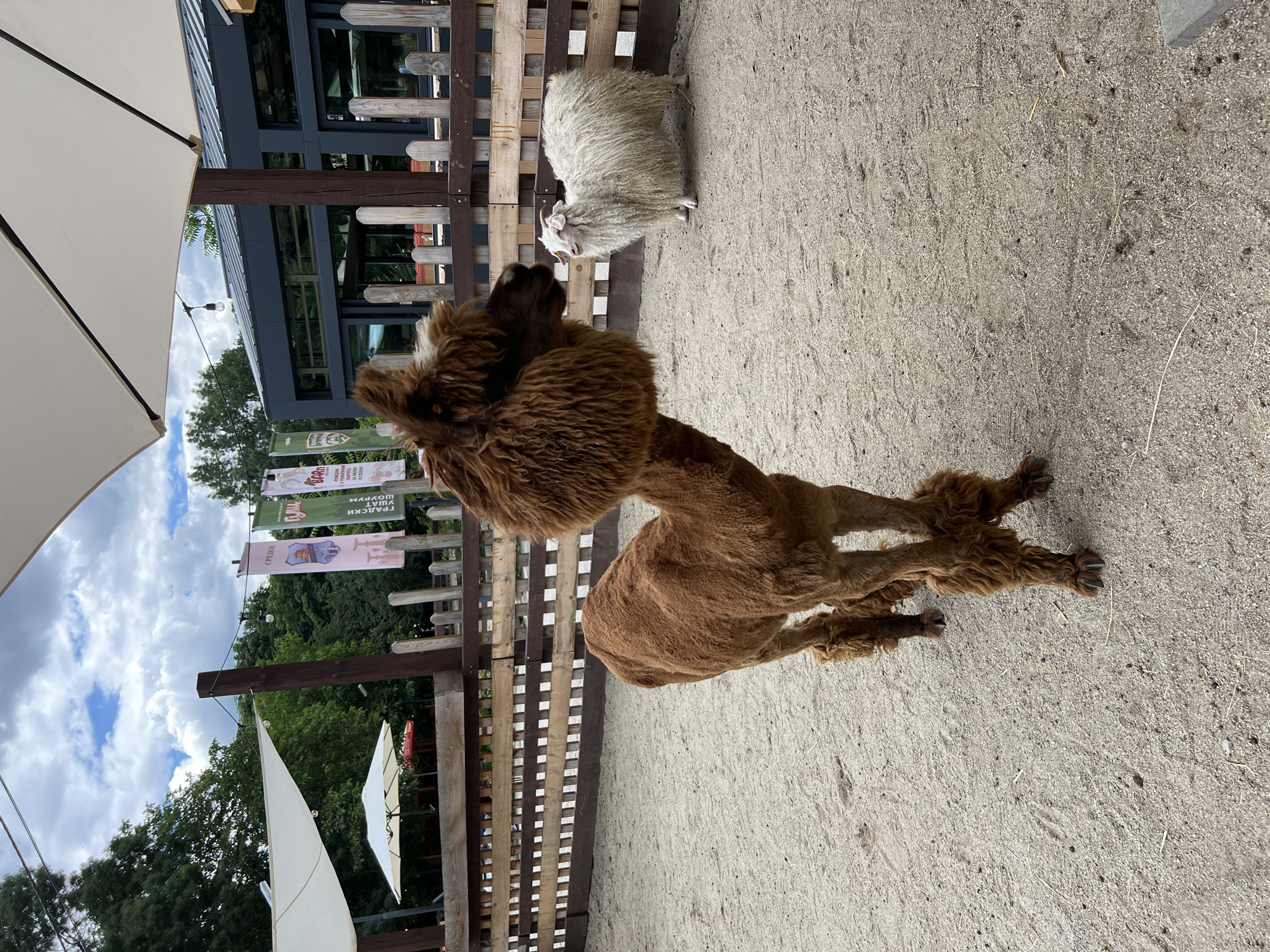 In Sofia, Bulgaria, at the Sofia Zoo's farm area, an alpaca stands on a sandy enclosure. The alpaca is brown and has shaggy fur. To the right of the alpaca, a white sheep with long, curly wool looks towards the camera. A wooden fence separates the animals from the background, where trees and a modern building with large windows are visible. White umbrellas provide shade in the enclosure. The sky above is cloudy.