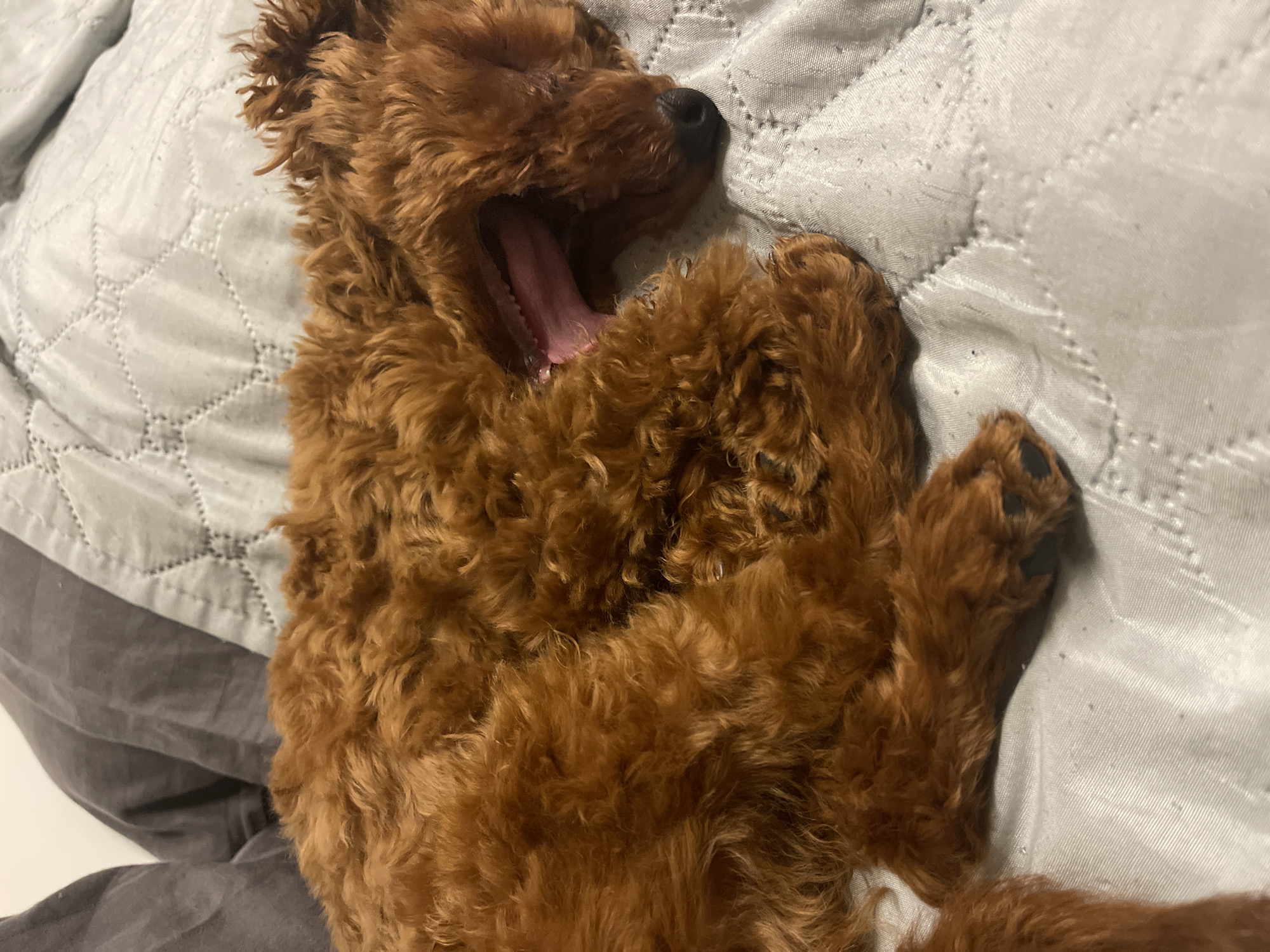 A brown poodle-type dog is lying on its back on a gray quilted bedspread. The dog's mouth is open wide, as if yawning. The location is unknown, and there is no evidence to suggest it is in Sofia, Bulgaria.