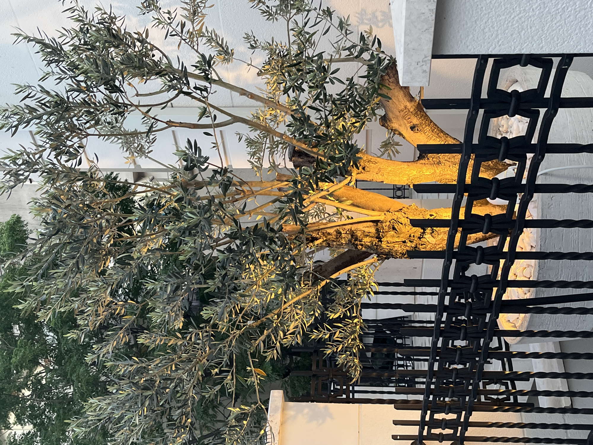 The image depicts an olive tree illuminated by warm, golden uplighting, casting shadows on a white building wall. The tree is positioned behind a black wrought-iron fence. The fence has an intricate design with twisted vertical bars and decorative horizontal elements. The tree itself has a thick, textured trunk and branches laden with grey-green leaves. The base of the tree is in a planter filled with white stones. In the background, the white building has horizontal indentations, suggesting it is a modern structure. To the left of the olive tree, another dense green tree is visible, partially obscured by the olive tree. The scene appears to be an exterior setting in an urban environment. The lighting suggests it is either dusk or nighttime. This scene is located on the grounds of the historic Citadel in Budva, Montenegro, specifically near the entrance from the old town.