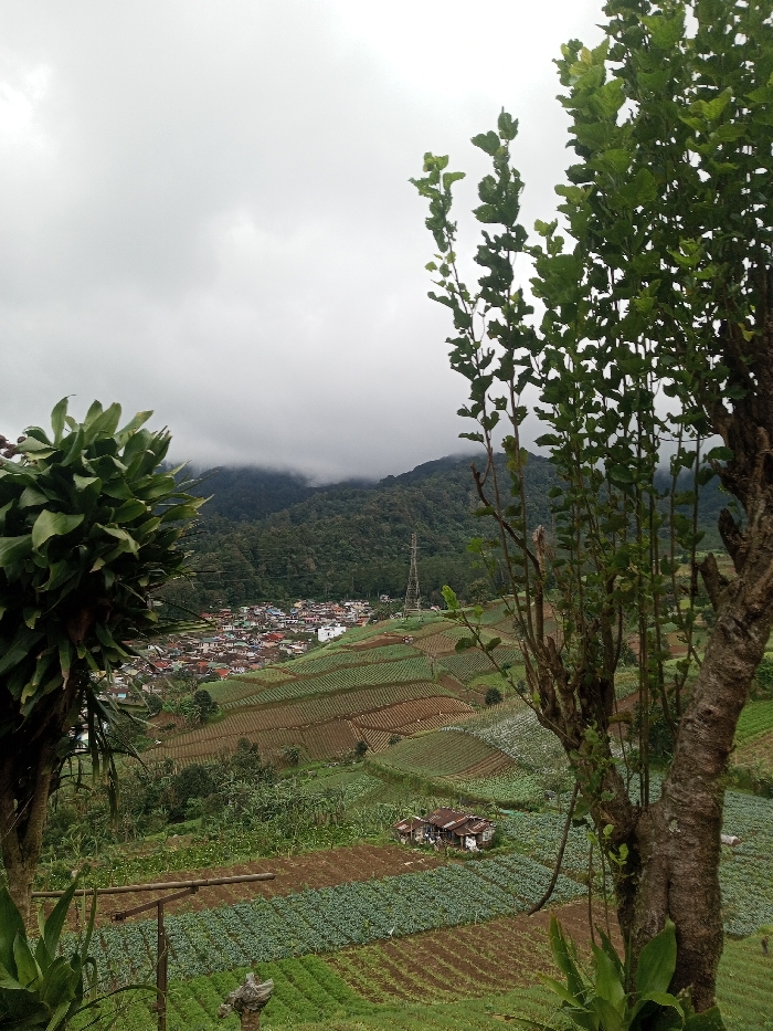 This image presents an elevated panoramic view of the city of Bangtsho, Bhutan, under an overcast sky. In the foreground, dense green foliage from a broad-leafed plant partially frames the left side, while a tree trunk with green branches similarly frames the right. The midground is dominated by extensive terraced agricultural fields, exhibiting organized rows of green crops and sections of exposed brown soil. A small, rustic dwelling with a reddish-brown roof is situated amidst these fields. Further into the midground, a cluster of residential buildings with various colored roofs (red, white, grey) forms a compact settlement. A prominent metal lattice tower stands on a hillside behind this settlement. The background consists of heavily forested mountains, their upper portions obscured by low-hanging clouds or mist. The sky is uniformly grey. No individuals, specific actions, or interactions are visible.