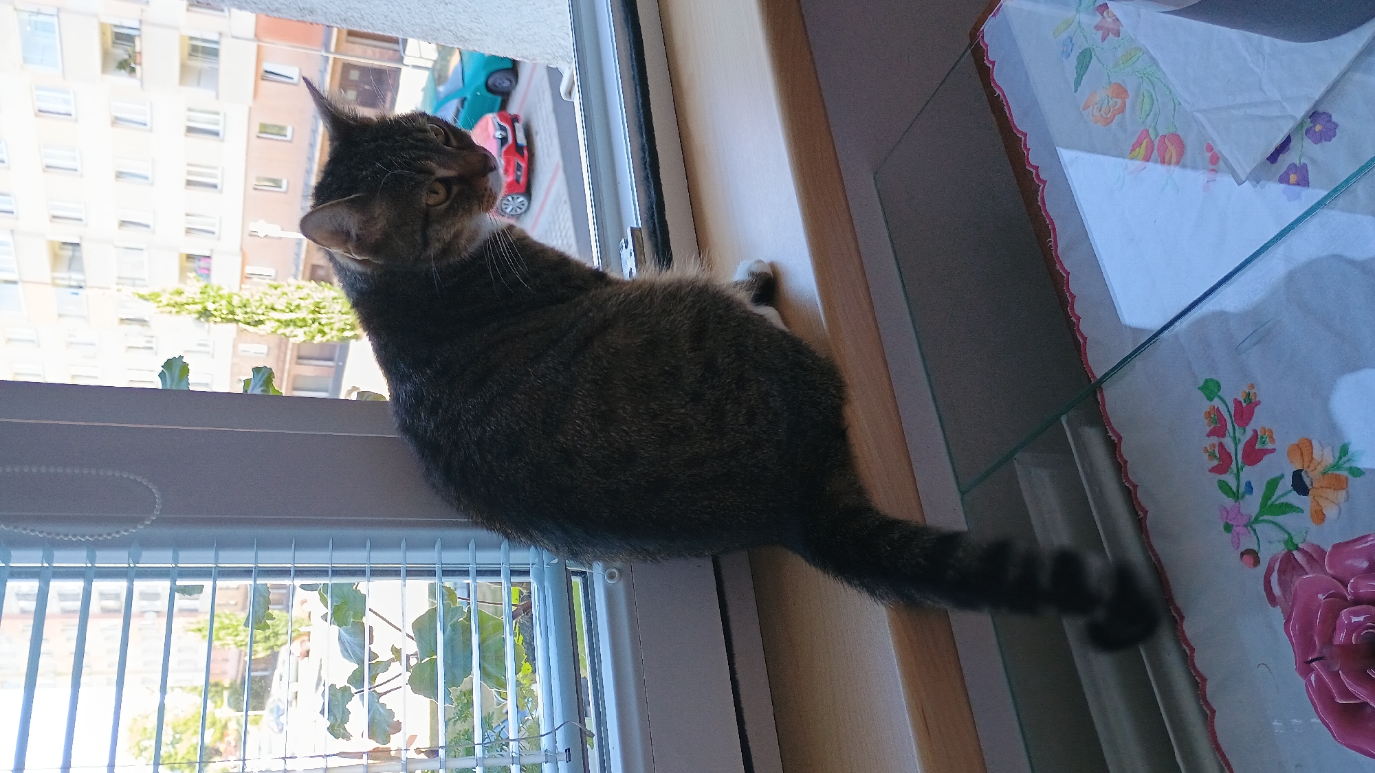 A tabby cat sits on a windowsill with blinds partially drawn, looking down and to the right. Outside the window, cars are parked on a street in front of an apartment building in Sokolov, Czechia. A tree grows between the building and the street. Below the windowsill, a glass table with a floral-patterned cloth is visible. The scene is illuminated by natural light.