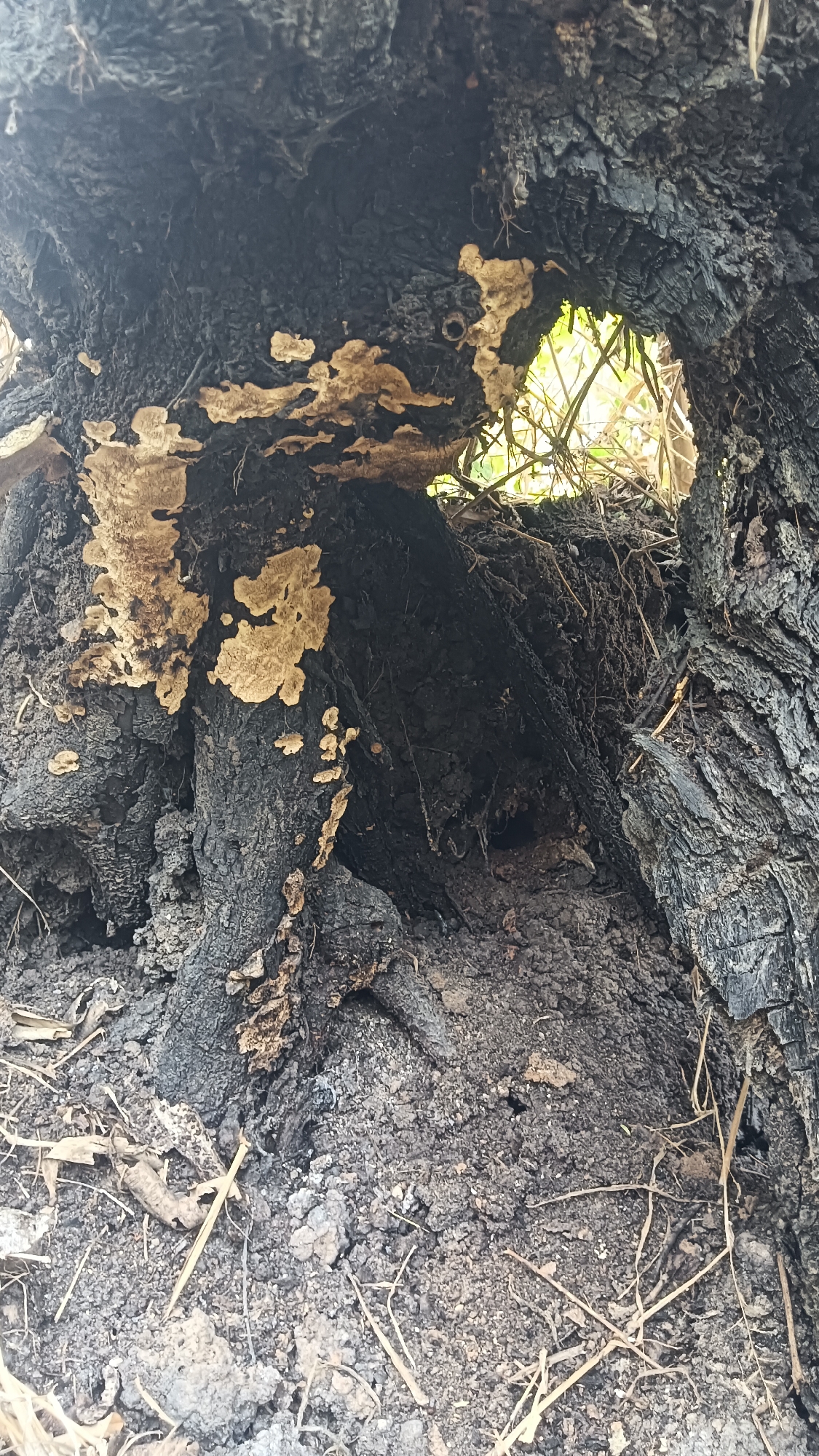 The image shows the burnt-out base of a tree trunk. The bark is charred black, and there are patches of a lighter colored fungus growing on the surface. The trunk has split open, revealing a dark cavity within, filled with dirt and debris. Through a hole in the trunk, a glimpse of green foliage and dry branches can be seen in the background. The ground around the tree is covered with dirt, dry leaves, and thin, dry grass. The scene appears to be outdoors, possibly in a wooded or overgrown area. The specific location in Tanggan, Indonesia, is not discernible from the image alone.