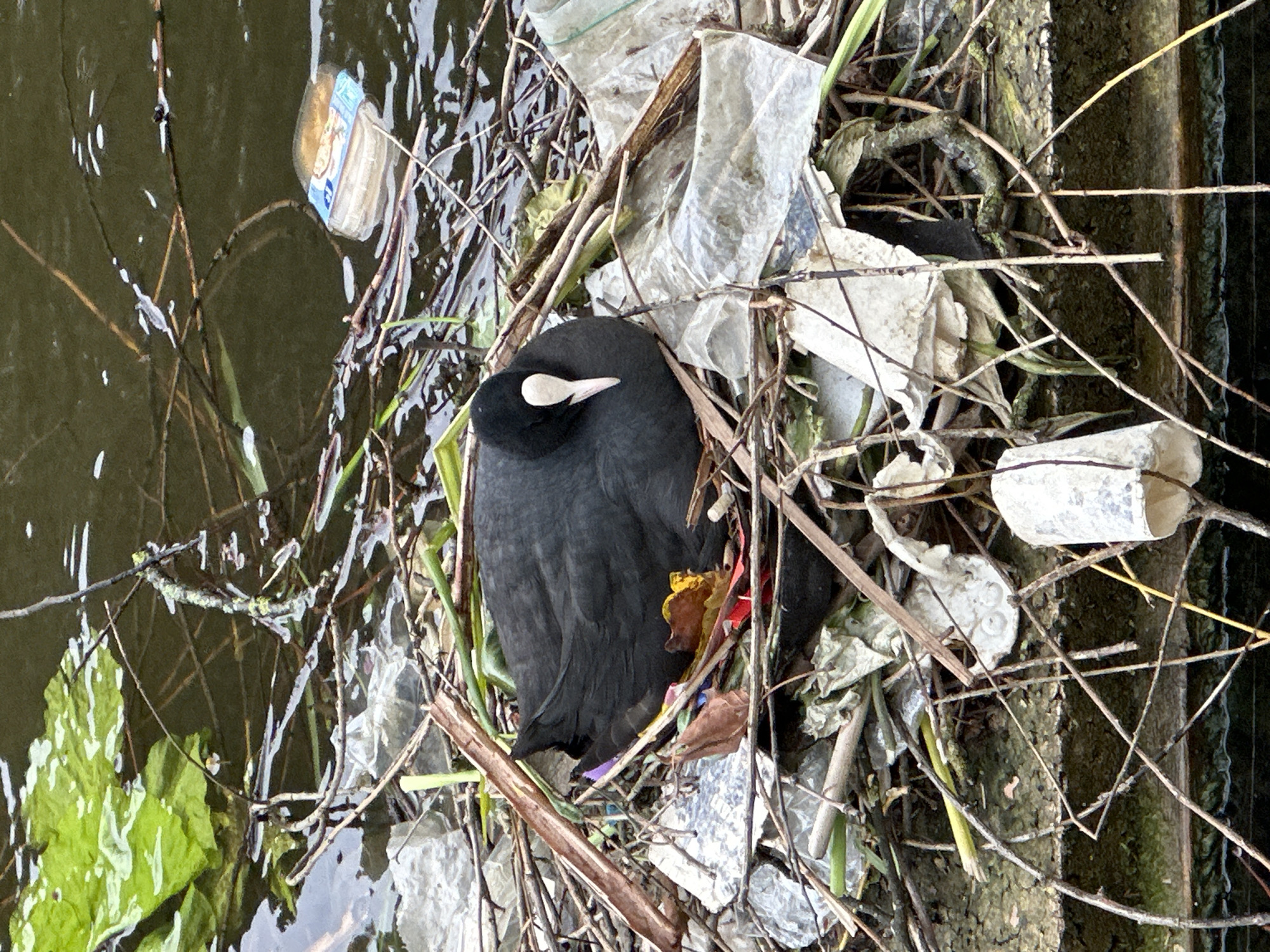 A dark-colored bird, possibly a coot, rests in a nest made of sticks and plastic litter. The nest is situated near a body of water, where additional litter floats on the surface. The setting appears to be an urban waterway, potentially within Amsterdam, Netherlands, as indicated by the common presence of coots in the city's canals and the environmental challenges associated with urban litter.