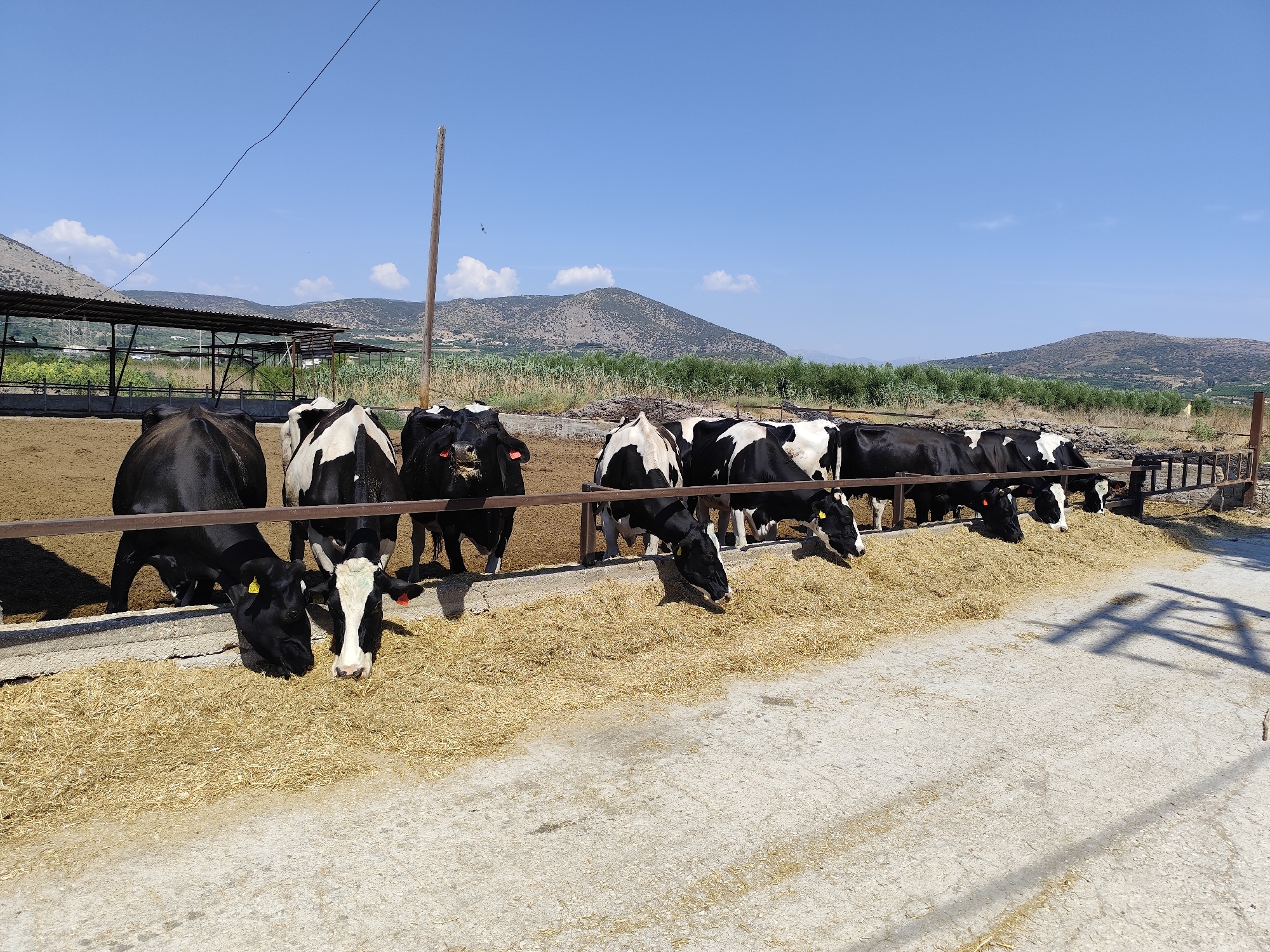In the Municipal Unit of Argos, Greece, a line of Holstein Friesian cows are grazing on hay in a farm pen under a clear blue sky. The cows are a mix of black and white and solid black. They are positioned behind a metal fence, with their heads lowered to eat from a trough filled with straw-like feed. The ground in the pen appears to be dirt, and beyond the fence, a concrete area is visible with shadows cast by an unseen structure. In the background, there are rolling hills covered in vegetation, and a large open-sided structure with a metal roof and supports, likely a barn or shelter, is visible to the left. The overall scene depicts a dairy farm during the daytime.