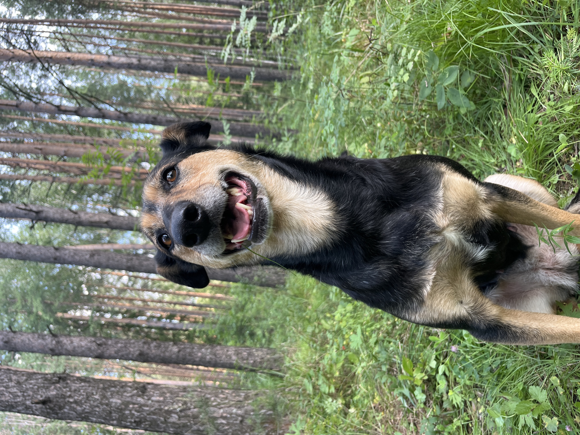 A medium-sized dog with black and tan fur is sitting in a forest. The dog's mouth is open, showing its teeth, and it appears to be panting or smiling. The dog is positioned in the foreground, with a blurred background of tall pine trees and green undergrowth. The lighting suggests it is daytime, with sunlight filtering through the trees. The location is the city of Nizhny Tagil, Russia.