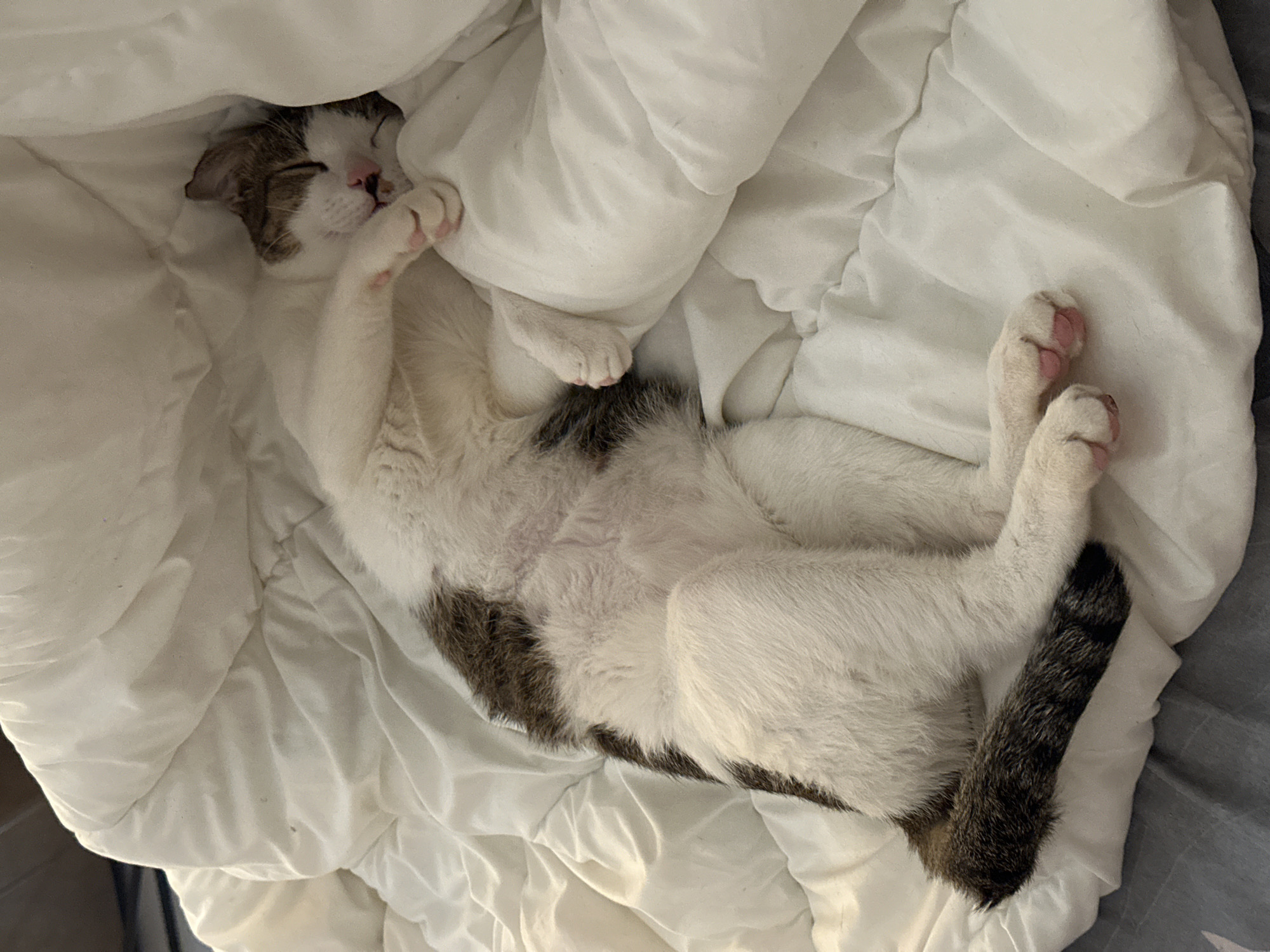 A domestic cat is sleeping comfortably on a white blanket. The cat is predominantly white with brown and black markings on its back and tail. Its eyes are closed, and it appears to be in a relaxed state. The blanket is rumpled, suggesting it has been slept on. The image does not contain any specific landmarks or environmental cues that would indicate its location within the city of Khan Prampir Makara, Cambodia.