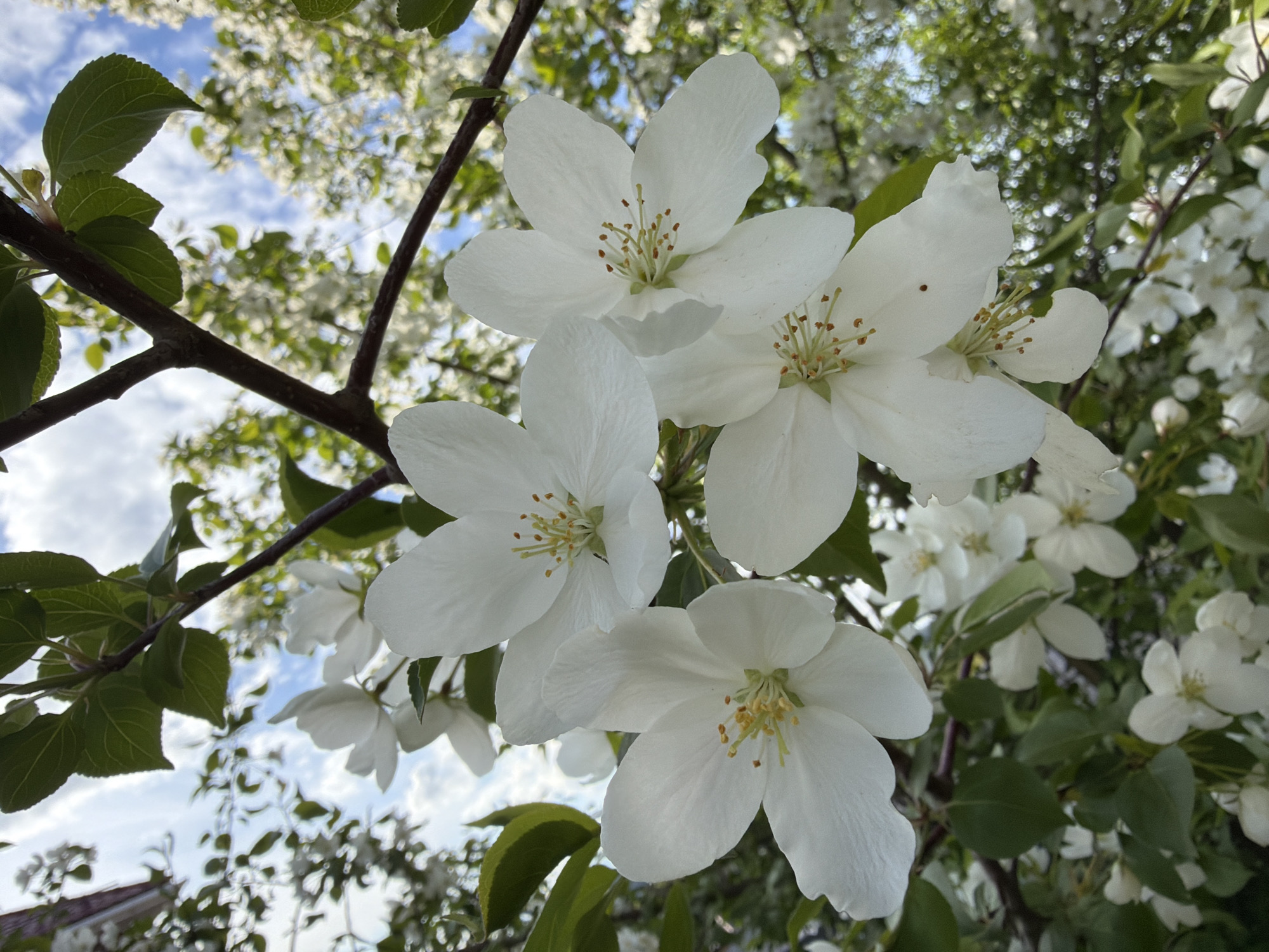 The image presents a close-up, low-angle view looking up into a flowering tree, likely an apple or crabapple. The primary subjects are several clusters of pristine white blossoms, prominently featured in the foreground and midground. Each flower displays five white petals and a central cluster of yellow-tipped stamens, indicating a healthy bloom.
Interspersed among the flowers are vibrant green leaves and dark brown branches, providing structural elements to the composition. The background consists of a soft, out-of-focus blur of additional white blossoms and green foliage, suggesting a dense canopy. Above the tree, a bright blue sky with scattered white clouds is visible, indicating clear daytime weather.
The scene captures the beauty of spring or early summer, with the tree in full bloom. The bright illumination suggests it is daytime, possibly morning or early afternoon. The overall impression is one of natural serenity and the freshness of the blooming season. There is no visible text in the image. The setting is a natural, outdoor environment, consistent with the provided context of Dzerzhinsk, Russia.