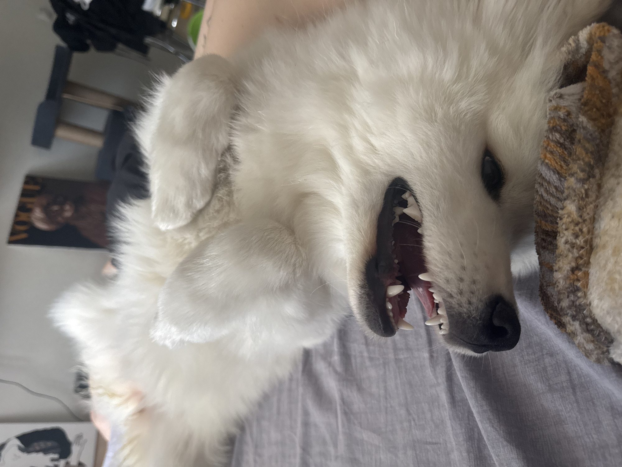 A white, fluffy dog lies on its back on a gray surface, possibly a bed or blanket. The dog's mouth is open, revealing its teeth and tongue. The background is somewhat blurred, but a magazine with the word "VOGUE" on the cover is visible. There's also a wooden stool and other indistinct objects in the background.
The location is not discernible from the image. There is no information to suggest this photo was taken in Chaikovsky, Russia.