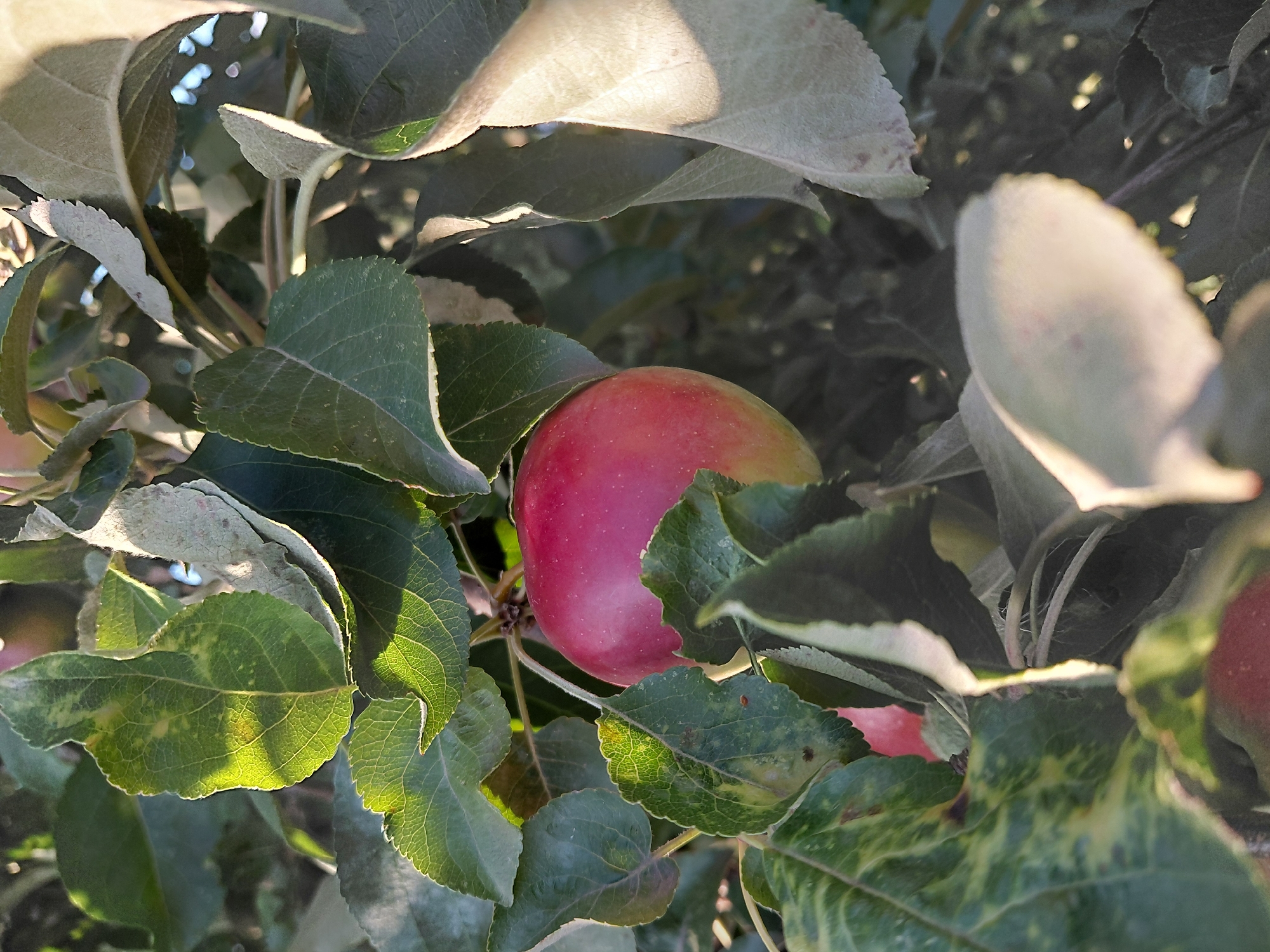 A red apple hangs from a branch of an apple tree, partially obscured by green leaves. The apple is round with a slightly tapered top, and its skin is a vibrant red with hints of yellow near the stem. The leaves surrounding the apple are a deep green, with some showing yellowing or spots. Sunlight filters through the foliage, creating dappled light and shadows on the leaves and the apple. The background is blurred, suggesting a natural outdoor environment.