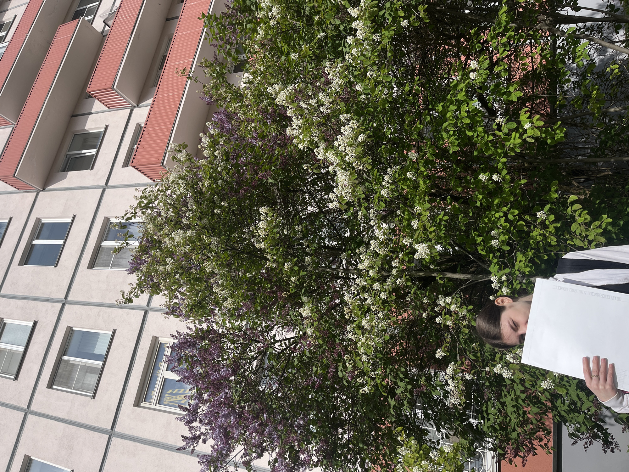 The image depicts a building with a light grey facade and windows that have red accents above. To the right, there is a large tree in full bloom with a mix of white and purple flowers, partially obscuring the view of the building. A person stands behind the tree holding up a stack of white papers. Based on the architectural style of the building, this image could be in Saint Petersburg, Russia.