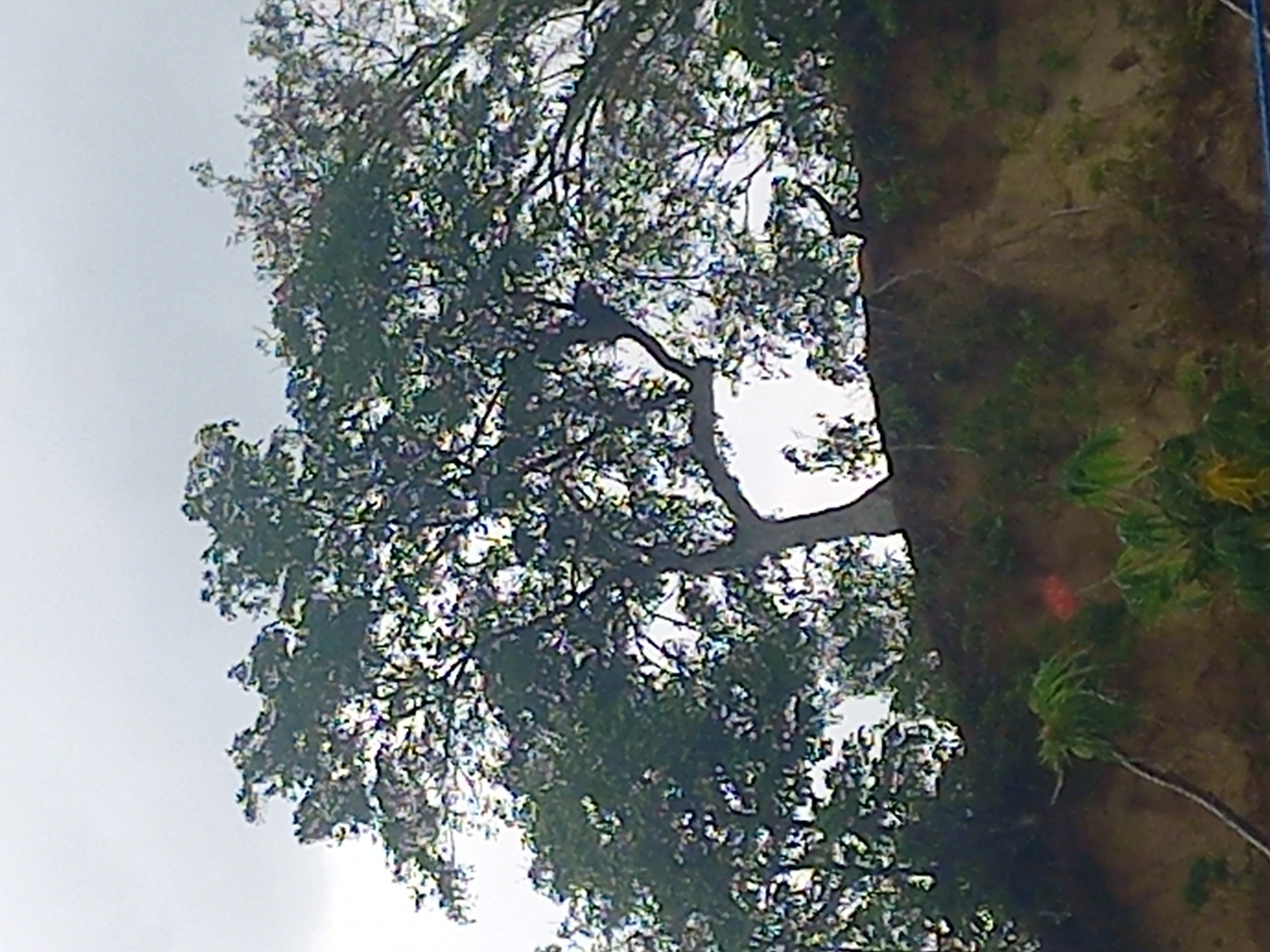 The image, captured in Puloblang, Indonesia, depicts a natural outdoor scene dominated by a large, mature tree with a sprawling canopy of dense, dark green foliage. The tree occupies the left and central portions of the frame, with its numerous branches and leaves extending upwards and across. Its thick trunk is partially visible on the right edge of the tree's base.
To the right of the tree, an area of uneven ground or a bank is visible, characterized by dark earth and patches of sparse, lighter green vegetation, which appear to include some palm-like plants. The sky, a uniform light gray or white, is prominent in the upper left, indicating an overcast day or diffused lighting conditions. There are no harsh shadows, suggesting soft, ambient light rather than direct sunlight.
No people, animals, or artificial structures are discernible within the frame. The scene is static, portraying a tranquil natural environment. No visible text is present in the image.