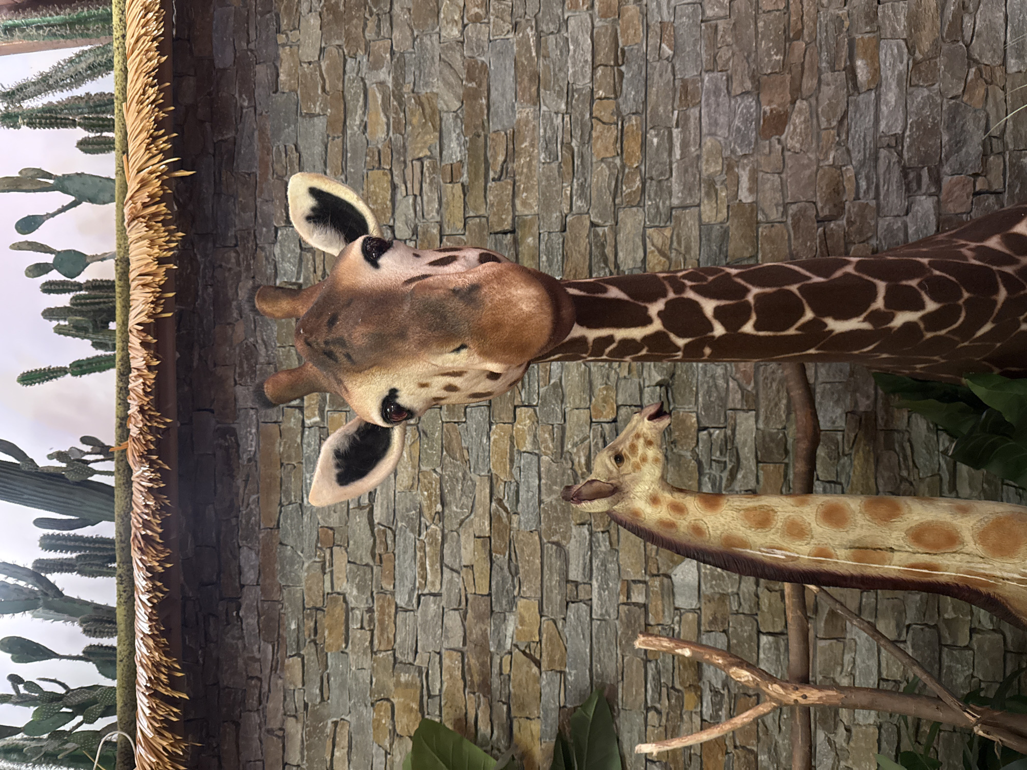 The image shows two giraffe figures against a stone brick wall. The larger giraffe is in the foreground, facing the viewer with its head and upper neck visible. It has brown spots on a lighter brown background. Behind it and to the left, a smaller giraffe figure's head and neck are visible, also with a spotted pattern. Above the stone wall, a thatched roof is visible, with various artificial cacti plants arranged along its top edge. The environment appears to be an indoor display or exhibit. The location is specified as Wuxing District, China.