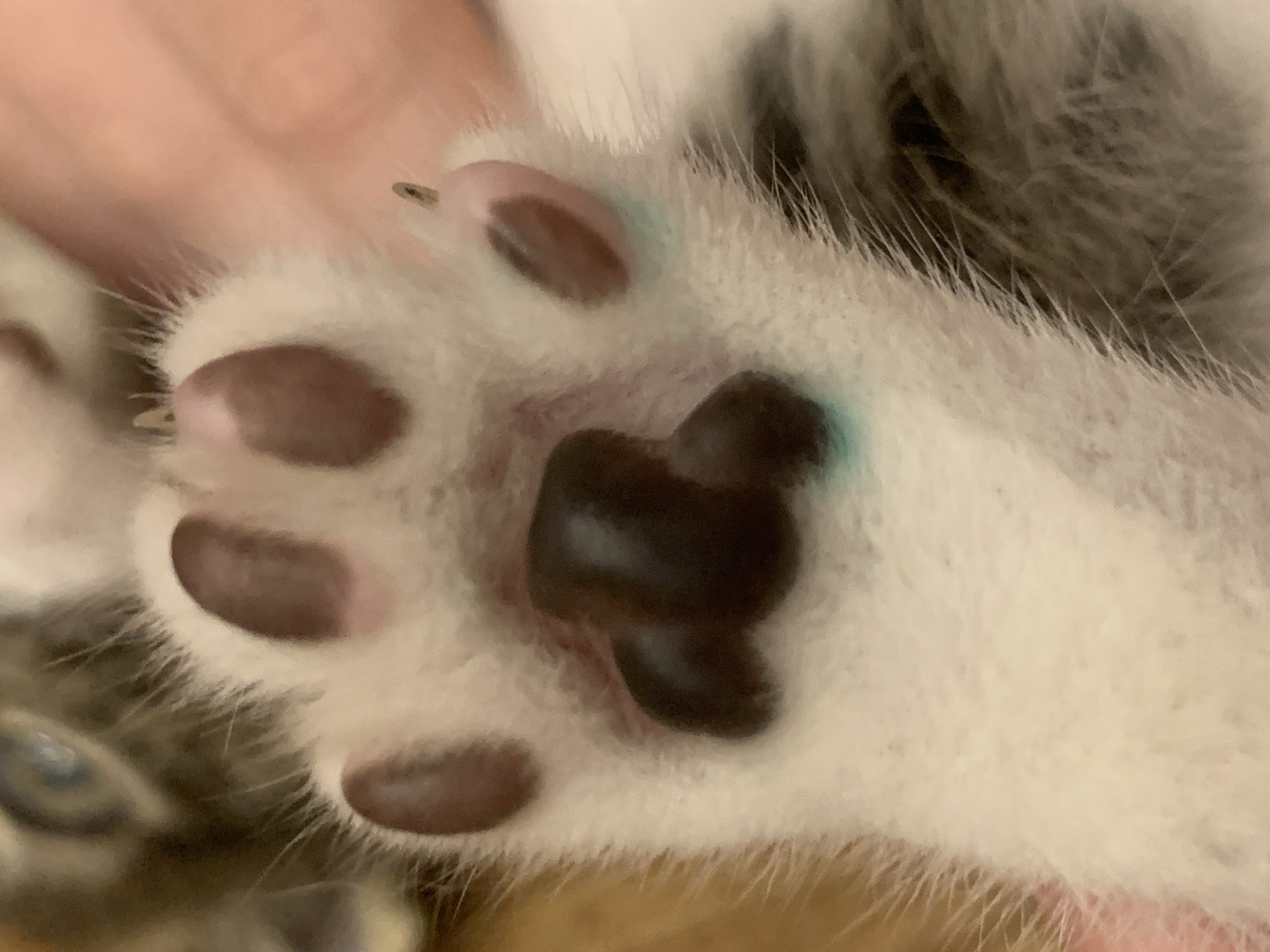 This is a close-up, macro photograph of a kitten's paw. The kitten's paw is white with gray and black markings. The paw pads are dark brown. There are a few specks of turquoise visible on the fur and paw pads. The background is blurred and out of focus, suggesting the image was taken indoors. The lighting is artificial and appears to be from a flash, creating bright highlights on the fur. The overall impression is one of intimacy and focus on the delicate details of the kitten's paw. There is no visible text in the image.