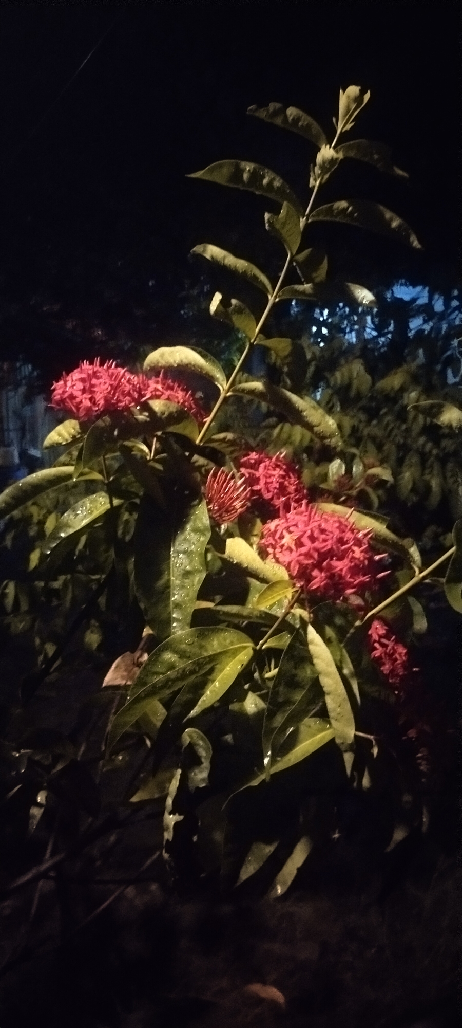 A cluster of bright red Ixora flowers, some in full bloom and others as developing buds, are prominently featured against a dark, blurred background. The flowers are on a plant with lush green leaves, many of which appear to be wet, with small water droplets visible. The scene is illuminated by artificial light, creating a stark contrast between the illuminated flowers and leaves and the surrounding darkness. The image captures a close-up view of the flowering plant, with the dark background suggesting it is nighttime. The location is identified as being in the city of Pasirhuni, Indonesia. There are no people or animals visible in the image.