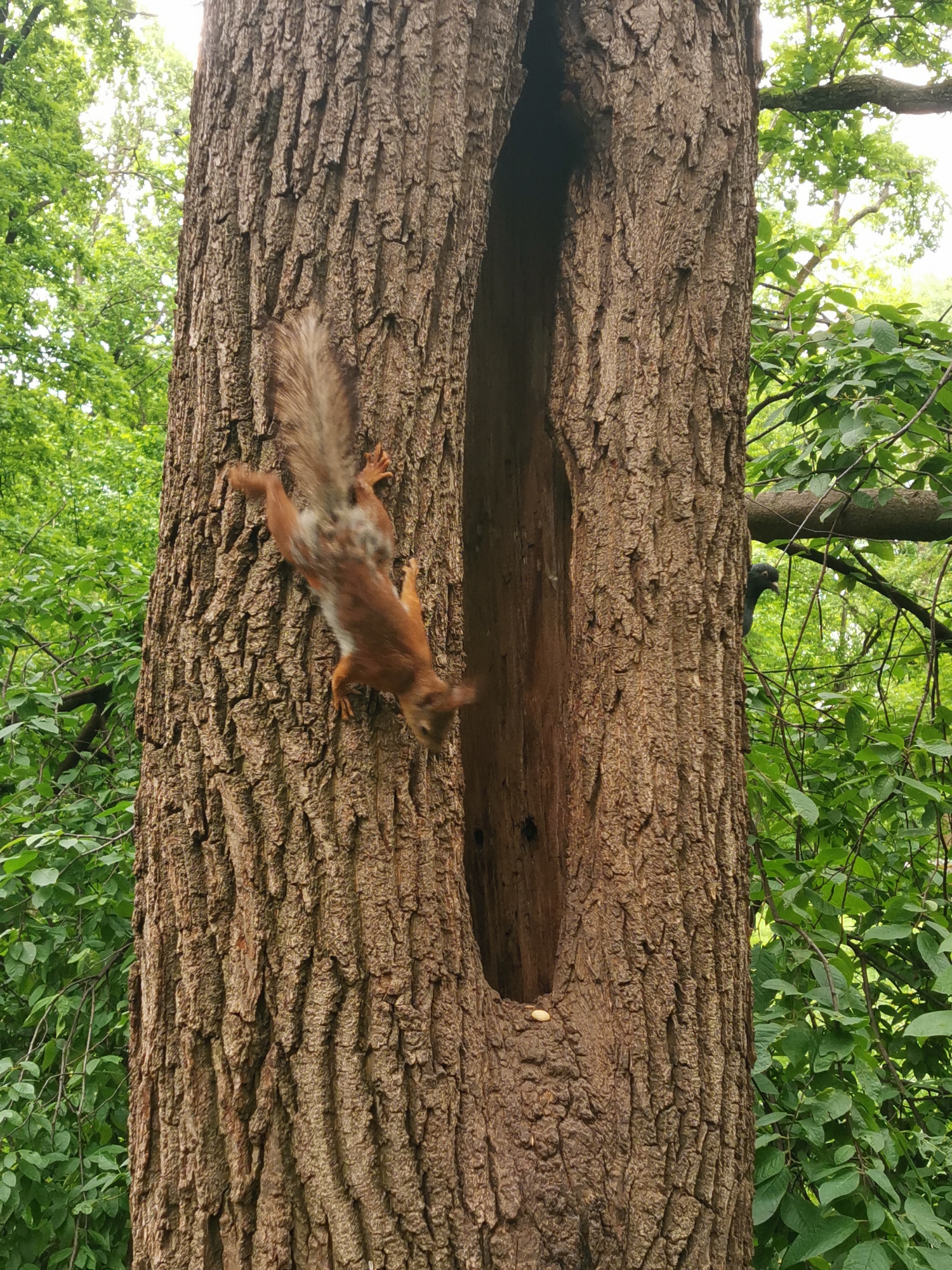 A medium, full shot presents a tree trunk with a vertical hollow on its right side. A red squirrel clings to the left of the hollow, head down, with its tail nearly centered at the top of the frame. Green foliage is visible on the left and right edges, suggesting a forested area. The image was taken in the city of Moscow, Russia.
