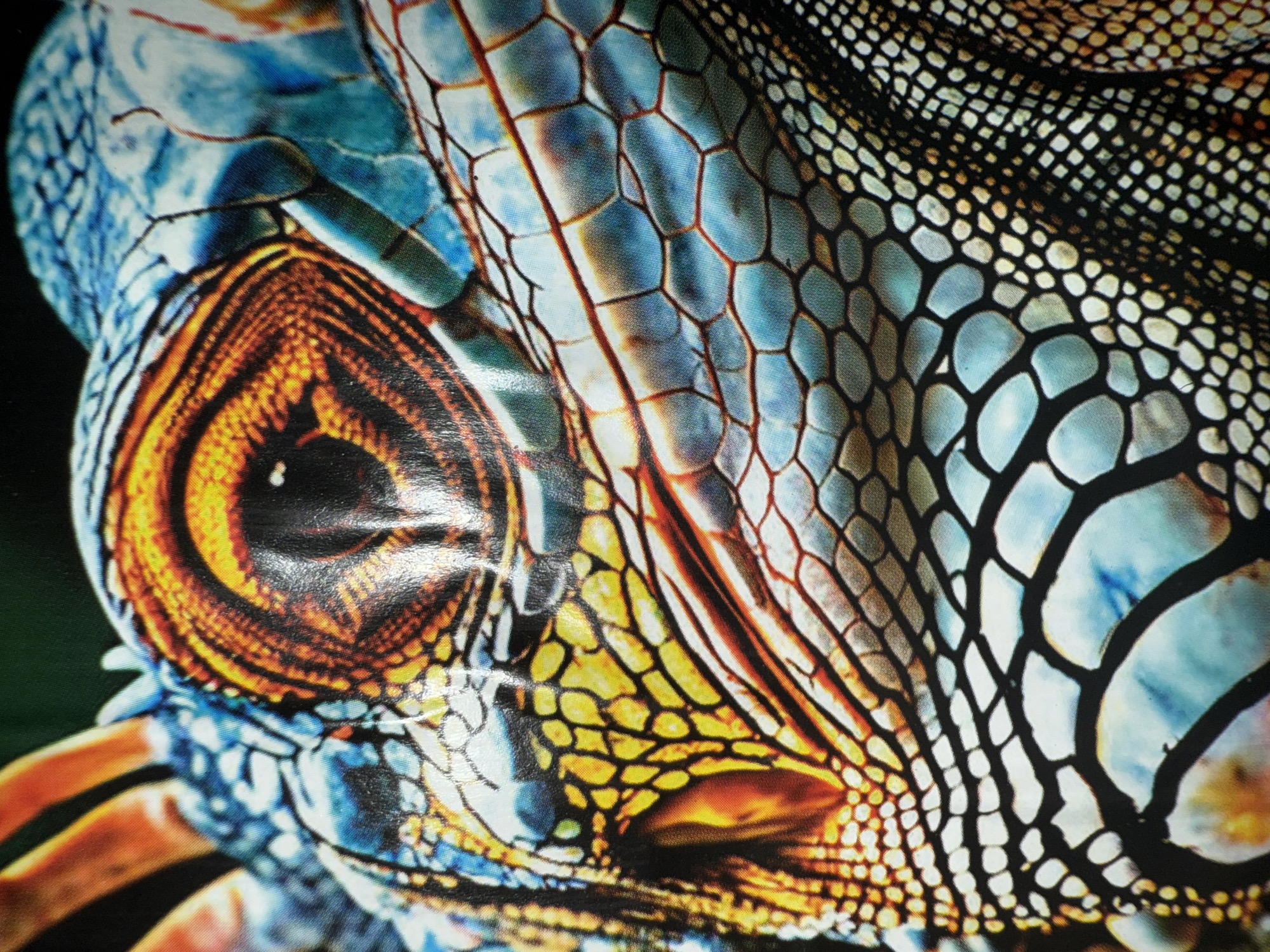 A close-up shot of an iguana's head focuses on its eye and scales. The eye is a vibrant orange, composed of concentric rings around a dark pupil. The skin is patterned with scales in shades of blue, yellow, and brown. The scales are polygonal, with a gradient from larger to smaller scales as the image extends to the right.
There is no evidence to suggest that the image was taken in Mytishchi, Russia, or any information about people, actions, interactions, or the environment.
