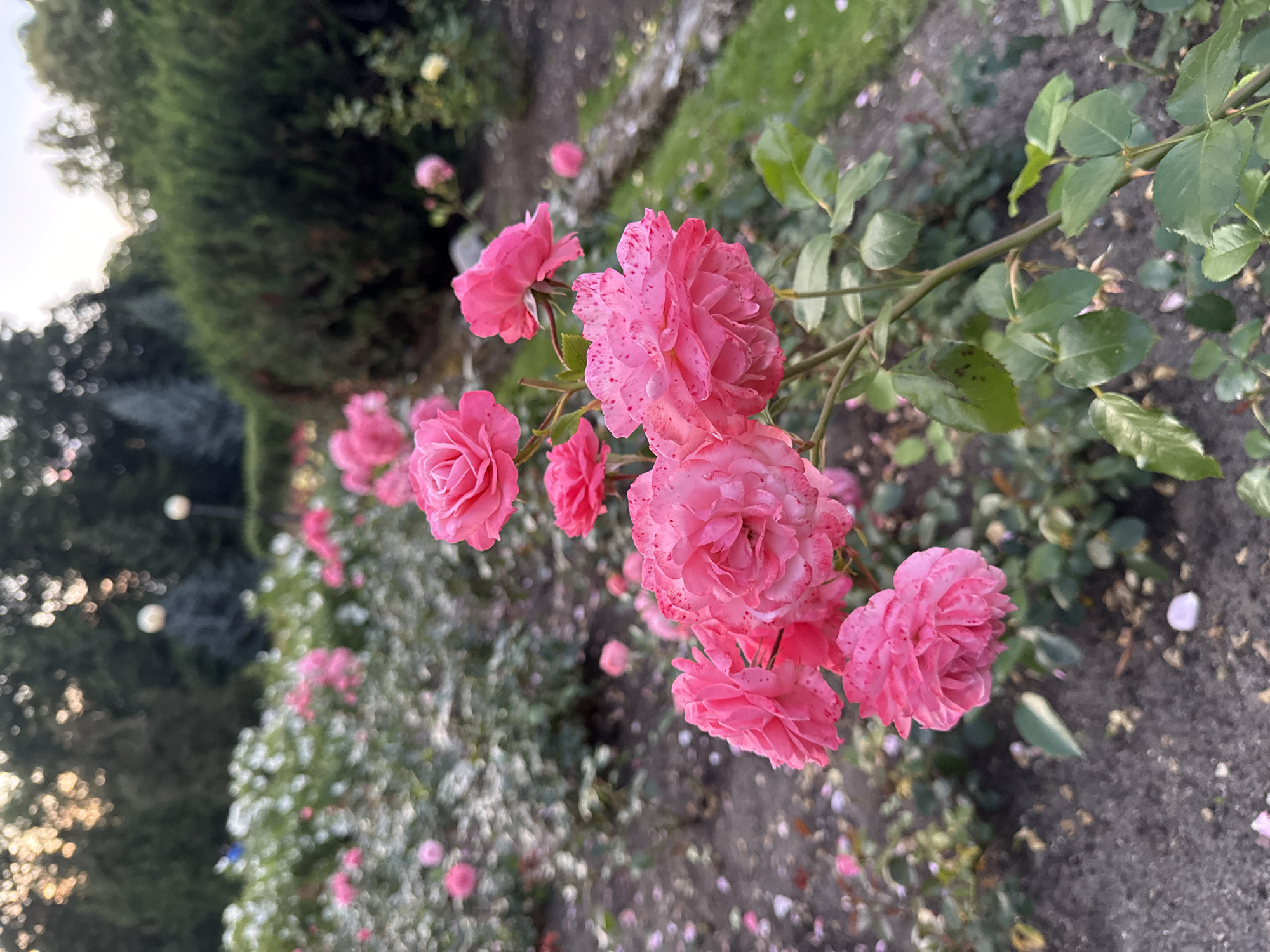 In the foreground, a cluster of vibrant pink roses, some with speckles of a darker pink, are in full bloom. The rose bush is well-maintained, with green leaves and a sturdy stem. The background reveals a park setting with a pathway, more rose bushes, and lush green trees. The lighting suggests it is either early morning or late afternoon, casting a soft glow on the scene.