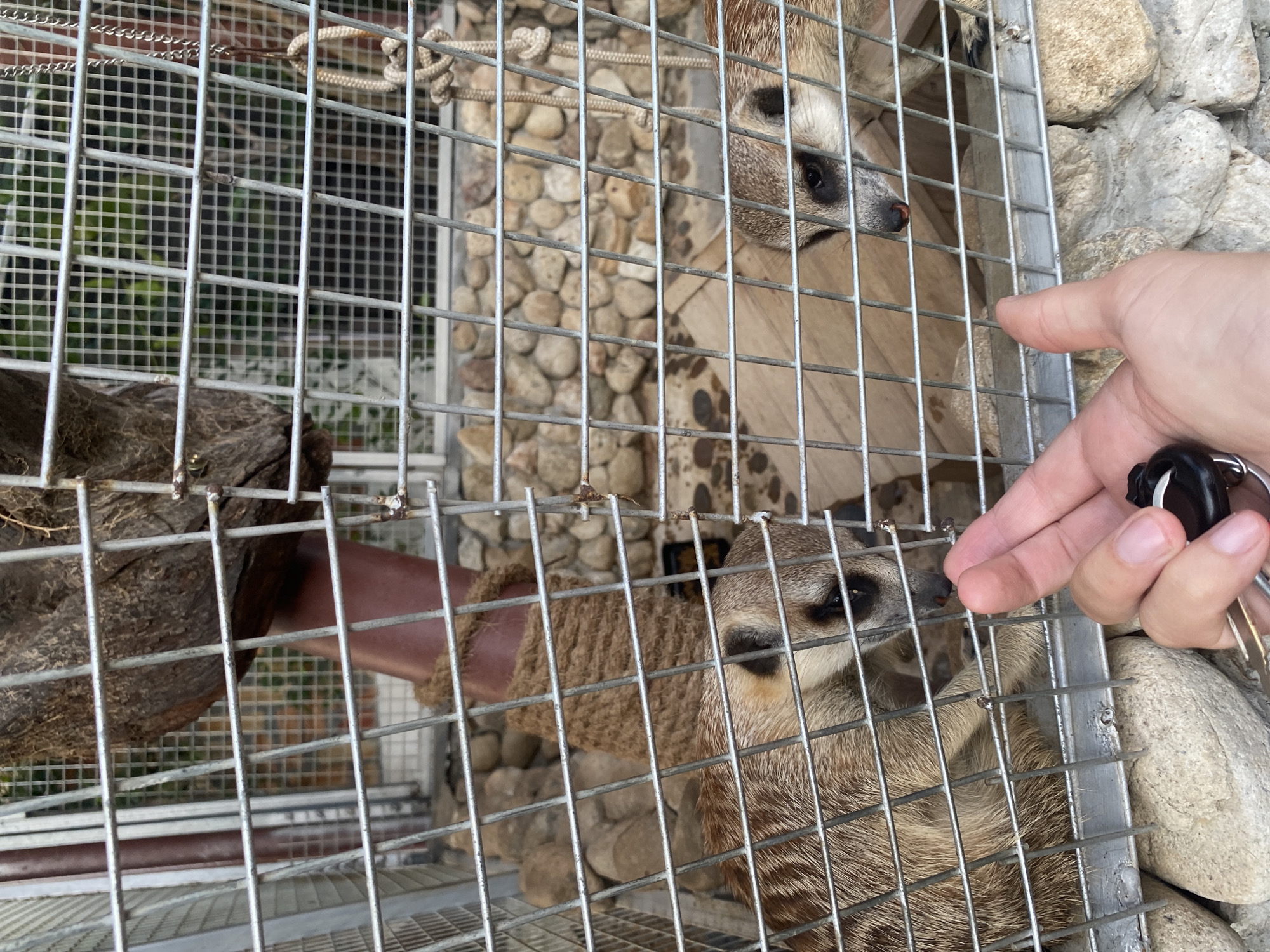 The image shows two meerkats in a metal cage. A human hand with keys is reaching toward the cage. The background includes stones and wooden structures within the enclosure. The location is in the city of บ้านบางรักษ์, Thailand.