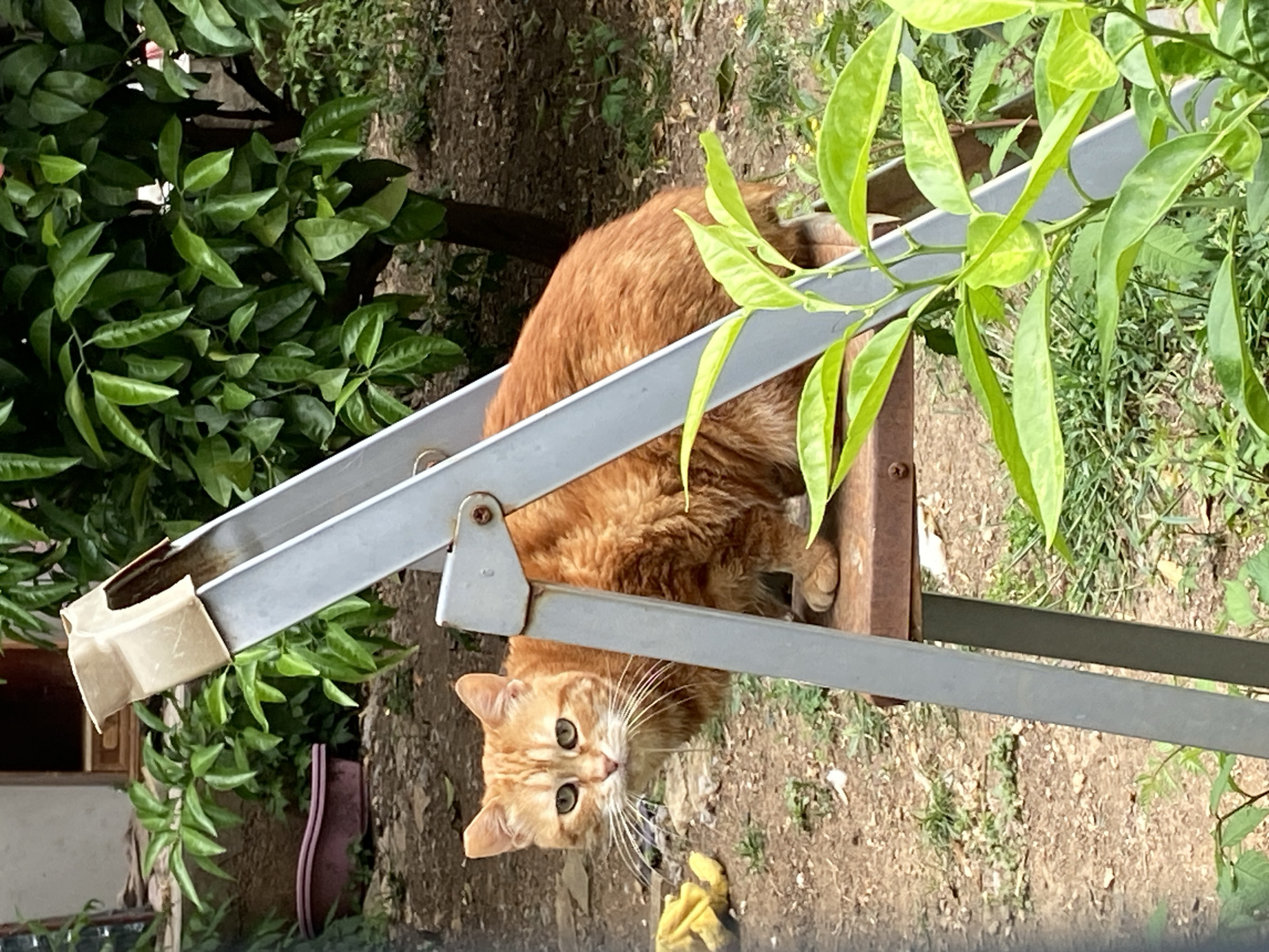 A ginger cat is sitting on a metal structure, possibly a drying rack, outdoors. The cat is looking directly at the camera with alert expression. There are trees and foliage in the background. The location appears to be in a garden. There is no evidence to pinpoint the city of Budva, Montenegro.
