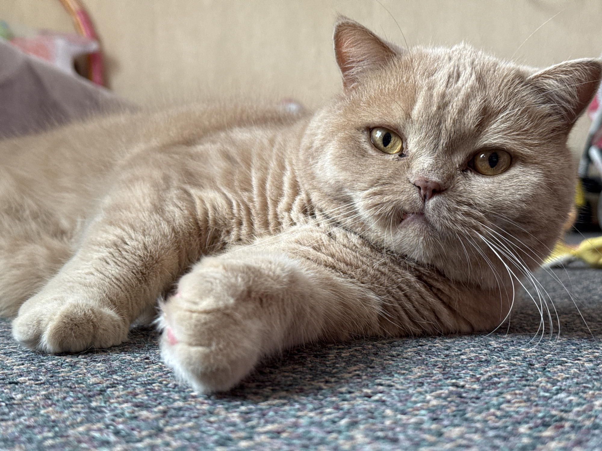 This is a close-up, eye-level, medium shot of a light orange British Shorthair cat lying down on a patterned carpet. The cat is facing the camera, with its body angled to the left and its head turned towards the viewer. Its eyes are a bright, golden yellow and are wide open, looking directly at the camera with a neutral expression. The cat's fur is short and dense, with subtle tabby markings visible on its body. Its paws are resting on the carpet, with the left paw slightly in front of the right. The background is blurred, but appears to be an indoor setting with soft lighting, possibly suggesting daytime. There is no visible text in the image. The overall mood is calm and peaceful, with the cat appearing relaxed and comfortable in its environment.