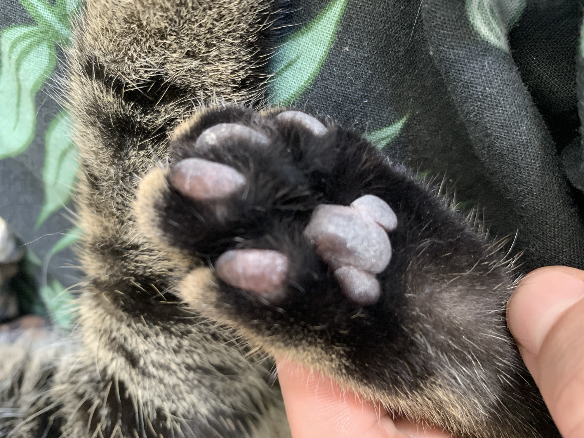 A close-up photograph depicts the paw of a tabby cat being held by a human hand. The cat's paw has black fur, with light-colored paw pads visible. The background is a dark fabric with a pattern of green leaves. The cat's fur on its leg is also tabby patterned. The hand holding the paw has a light skin tone. There is no indication of the location being Stavropol, Russia or any specific city.