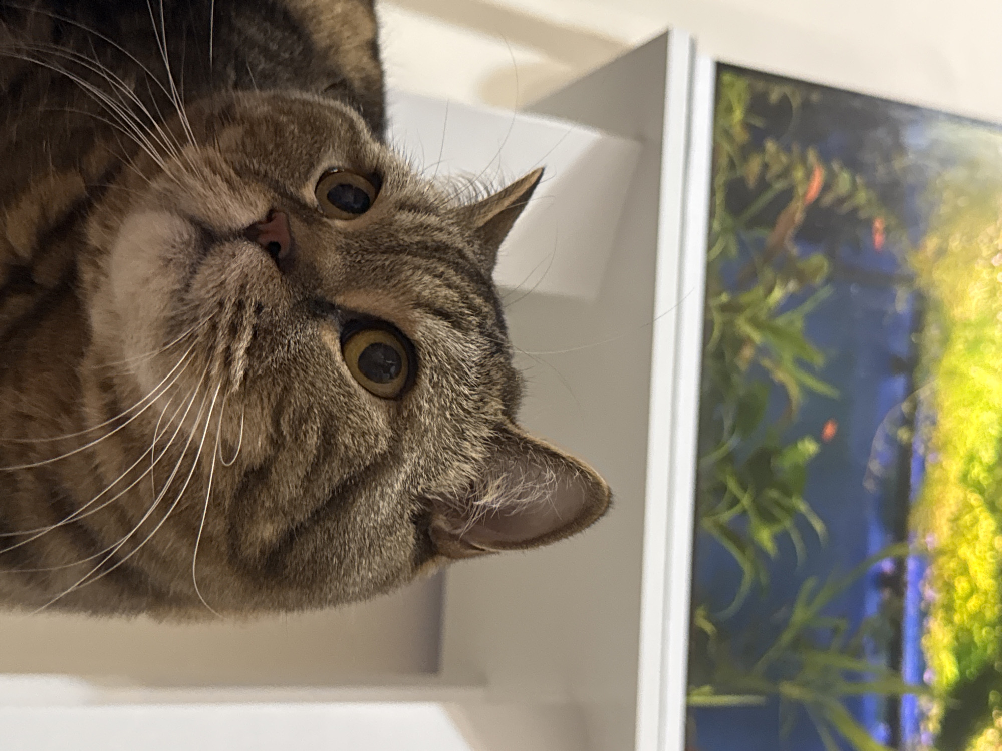 In this close-up, low-angle shot, a tabby cat's face is the primary subject, viewed from what appears to be a slightly upside-down perspective. The cat has distinct tabby markings, with brown and gray stripes evident on its fur. Its large, round eyes, with dark pupils and golden irises, are looking directly at the camera, conveying a sense of curiosity or alertness. Long, white whiskers fan out from its muzzle. To the right of the cat's face, a white shelf or surface is visible, bordering a brightly lit aquarium. The aquarium contains lush green aquatic plants and a blurry blue background. There are hints of small orange fish swimming within the aquarium. The overall scene suggests an indoor setting, likely a home, where the cat is interacting with or observing the aquarium. The lighting appears to be artificial, illuminating the cat's face and the aquarium with a warm glow. No people are visible in the frame. The image is a still shot, capturing a moment in time.