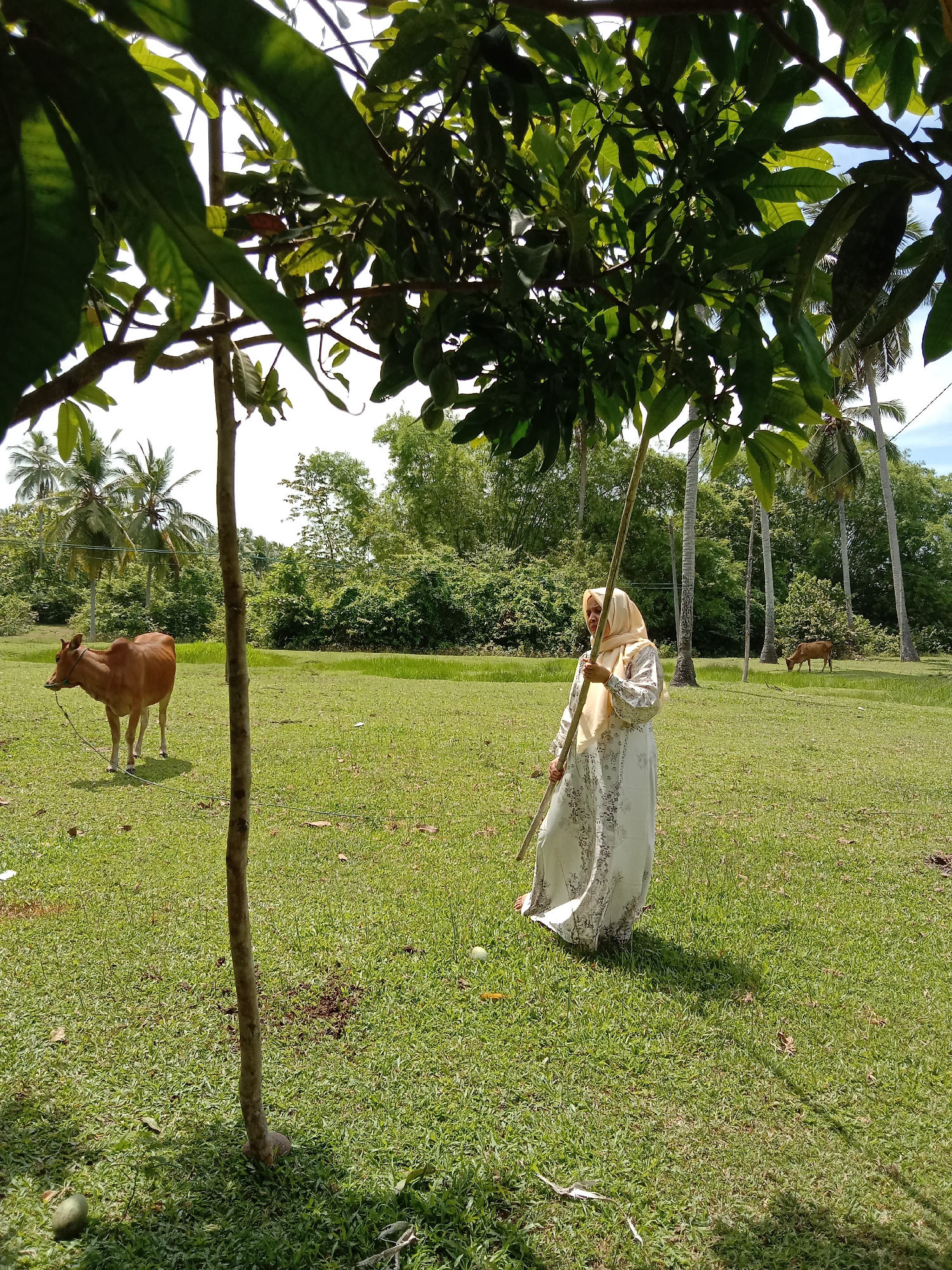 A woman in a long white dress and a light yellow headscarf stands in a grassy field in Blangkarieng, Indonesia. She holds a long wooden pole, possibly for knocking down fruit from the tree above her. A brown cow stands in the background, tied to a tree, while another cow grazes further away. The scene is filled with trees and vegetation, indicating a rural or agricultural setting.