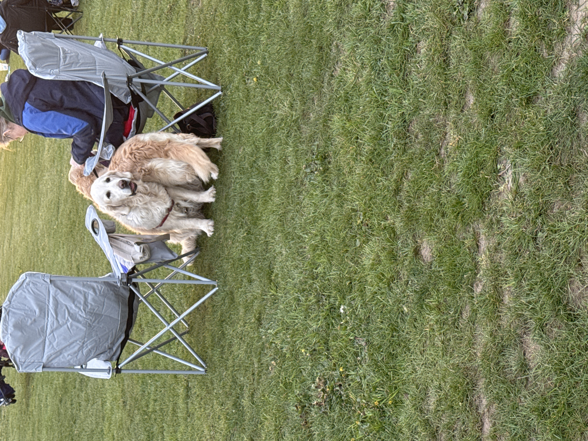 On a grassy field in Norwich, United Kingdom, two golden retriever dogs are nestled together near folding chairs. One dog is primarily white with a red collar, while the other is a golden color. A person in a blue jacket sits in one of the chairs. The grass fills the right side of the frame.