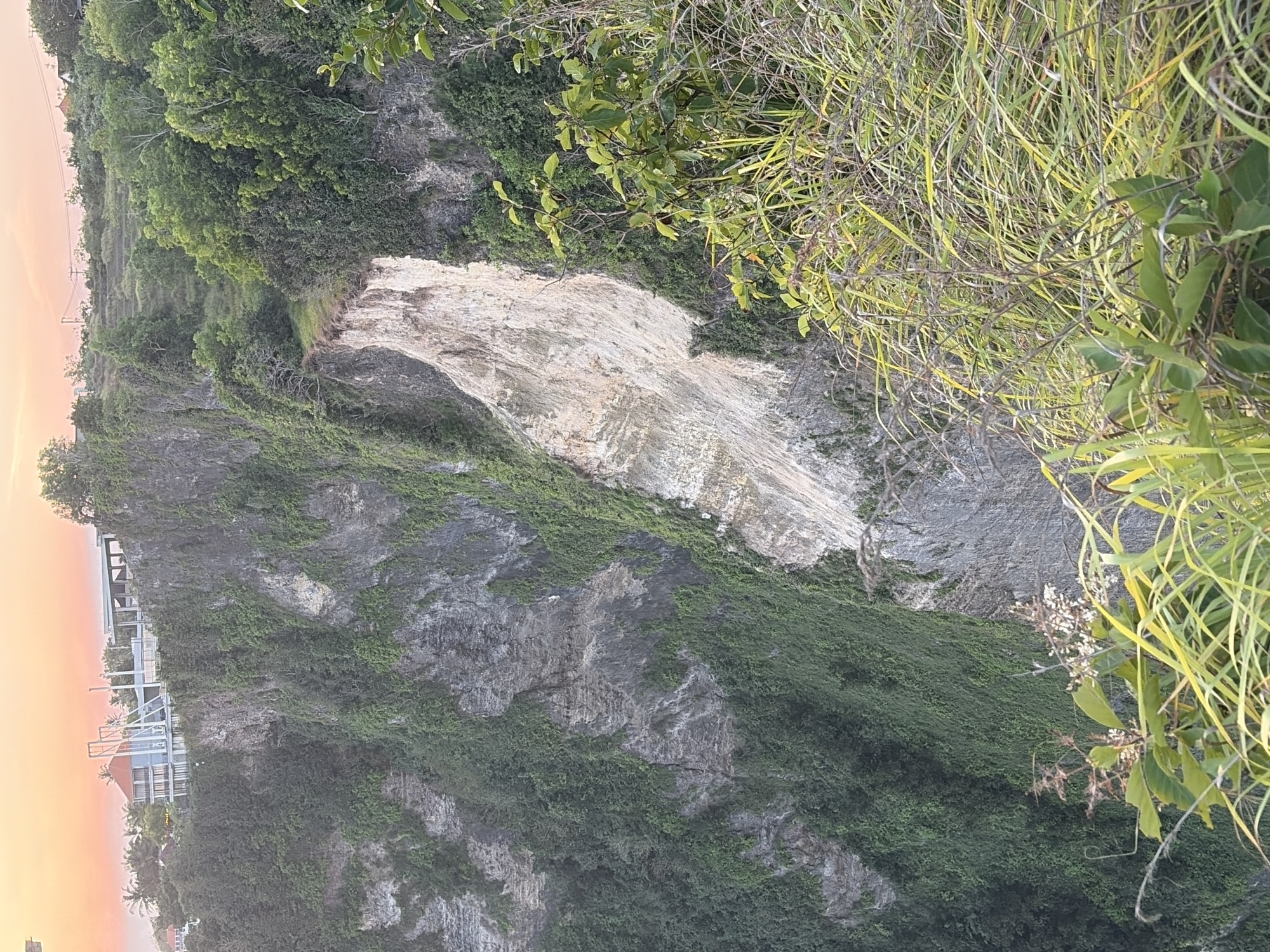 A panoramic, high-angle shot captures a dramatic cliff face in Nusa Penida, Indonesia, during what appears to be sunset or sunrise, indicated by the soft, orange-pink hues in the sky. The cliff is heavily vegetated with lush green foliage, creating a stark contrast with the lighter-colored rock face exposed by a landslide or erosion. The landslide area, a pale, sandy color, is prominent on the cliff face, showing distinct layers and streaks of varying shades.
At the top of the cliff, several buildings are visible, suggesting human development in the area. One building, a multi-story structure with a red-tiled roof and modern architectural elements, stands out. White, angular supports are a noticeable feature of this structure. Further along the cliff edge, other buildings and what seem to be terraced landscapes can be observed.
The foreground is dominated by wild grasses and some leafy green plants, their blades catching the light and giving a sense of depth to the scene. Some of these plants are dry and straw-colored, while others are a vibrant green. The overall impression is one of natural grandeur, with the raw beauty of the cliff and the encroaching vegetation juxtaposed with the signs of human presence on the cliff's edge. No people are visible in the image.
