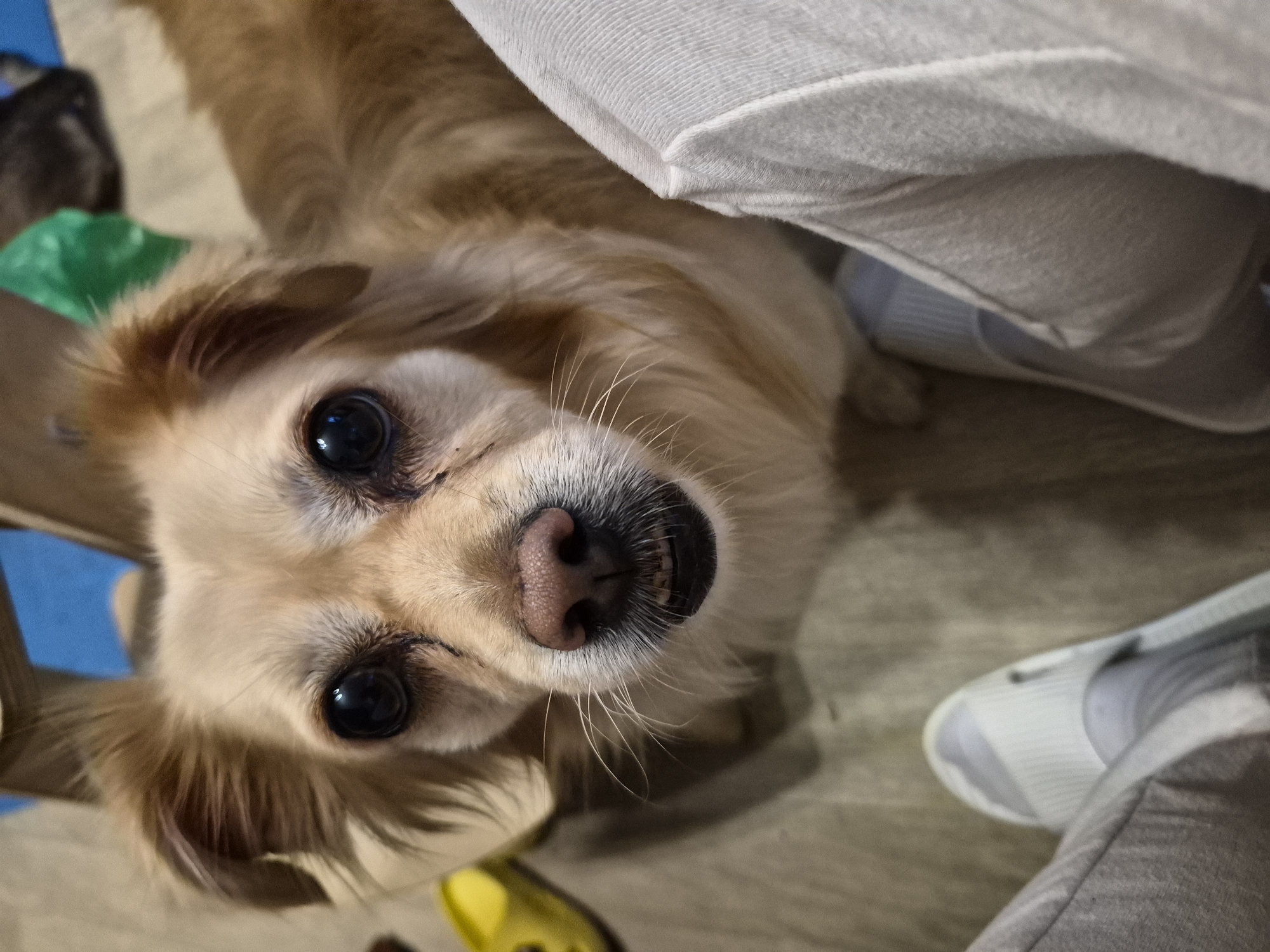 A tan dog with large, dark eyes and a wet nose looks directly at the camera. The dog is in a close-up shot, with its head and chest filling most of the frame. In the foreground, a person's legs are visible, wearing gray pants and white slides. The background is blurred but suggests an indoor environment with a wooden floor and a blue object. A green plastic bag and another animal's head are faintly visible in the upper right corner. There is no indication of the city of Nyagan, Russia in the image.