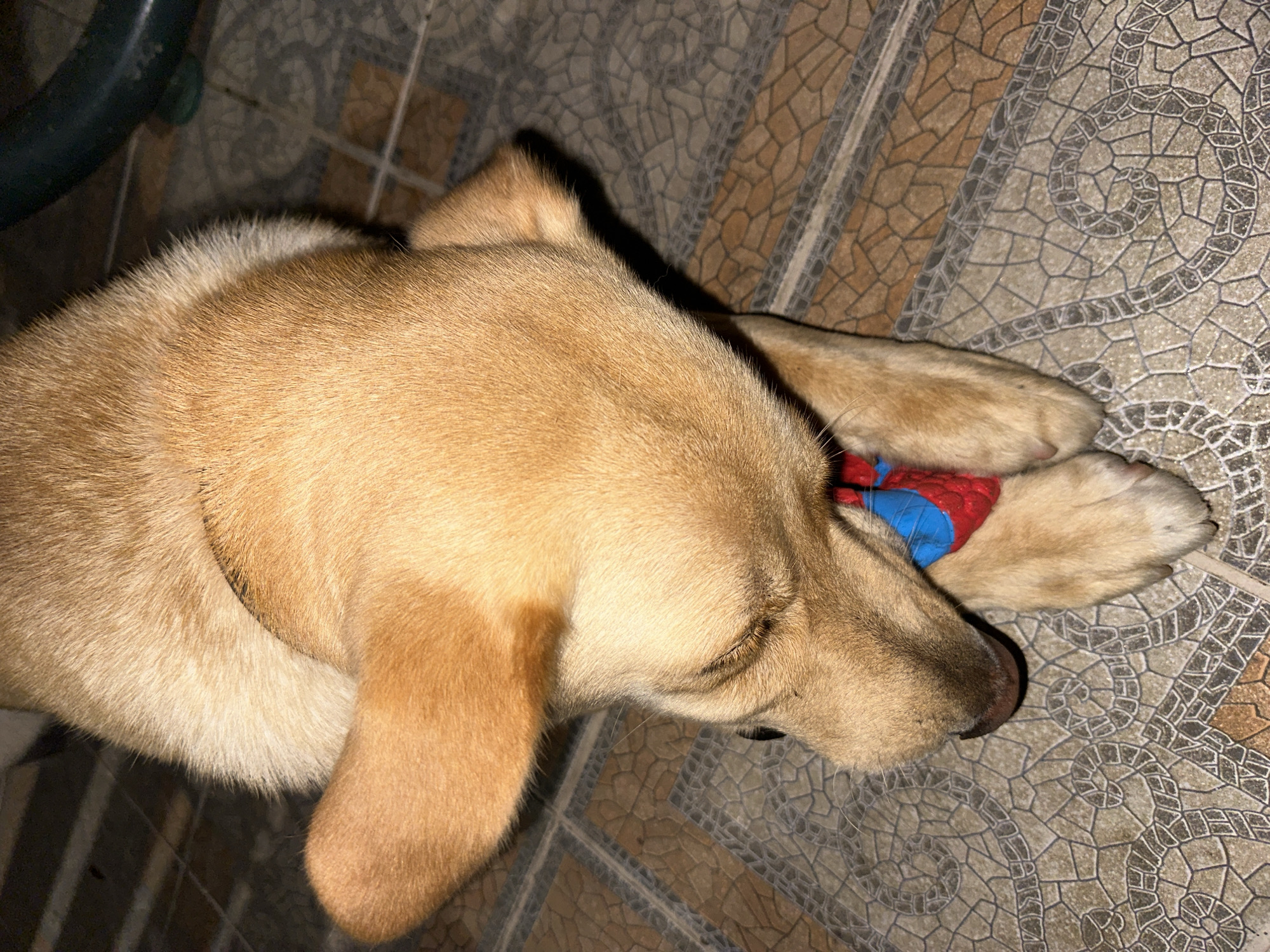 A light brown dog with its head down and paws resting on a tiled floor is pictured in Sochi, Russia. The dog is wearing a red and blue bandana around its neck. The floor has a patterned tile design. The image is taken from a top-down perspective.