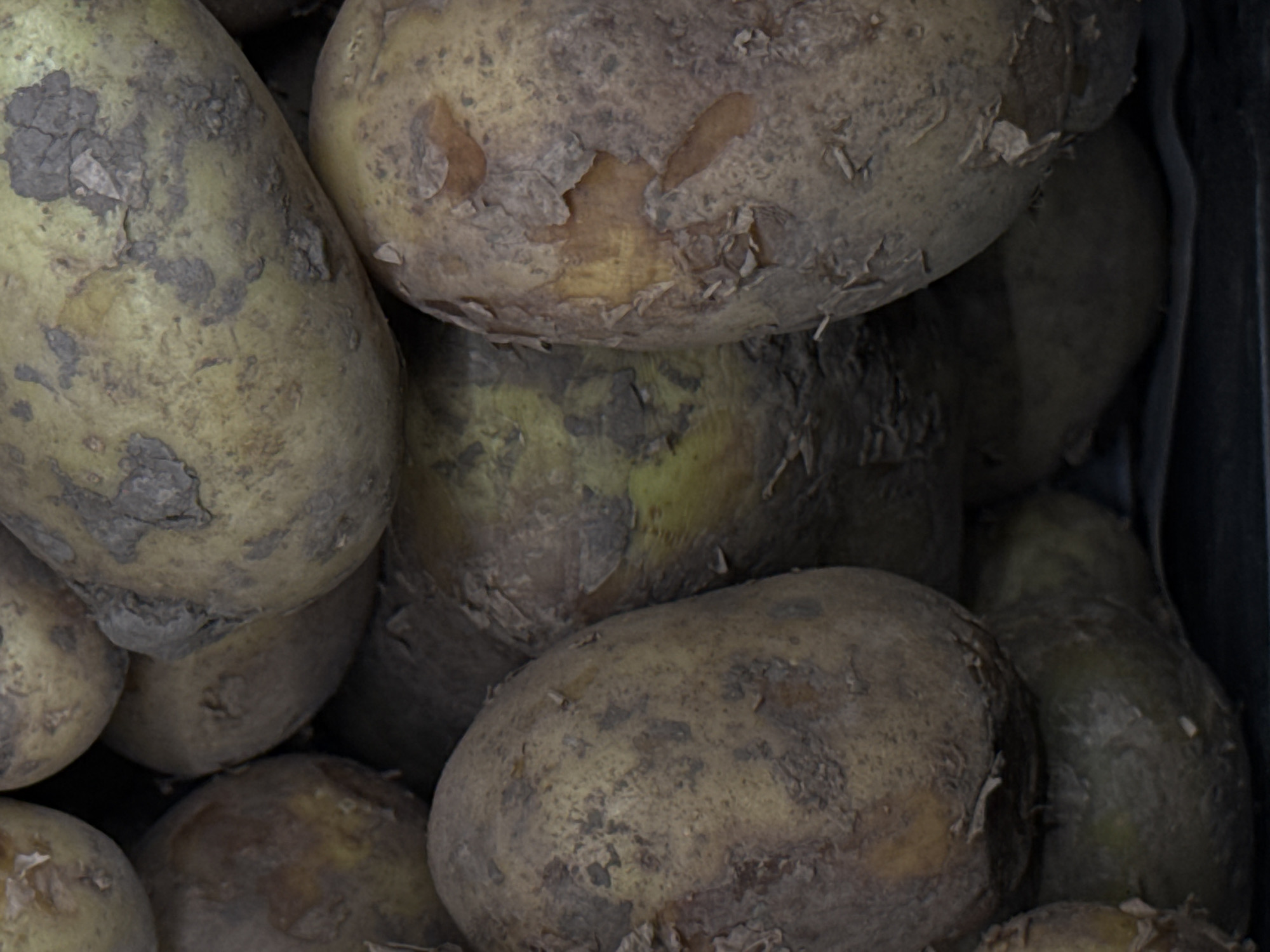 A close-up, overhead shot of a pile of unwashed potatoes. The potatoes are various shades of brown and yellow, with dirt clinging to their skins. Some of the potatoes have visible imperfections, such as cracks and peeling skin. The lighting is dim and natural. The potatoes are packed tightly together, suggesting they are in a basket or bin. There is no indication of their location in Moscow, Russia.