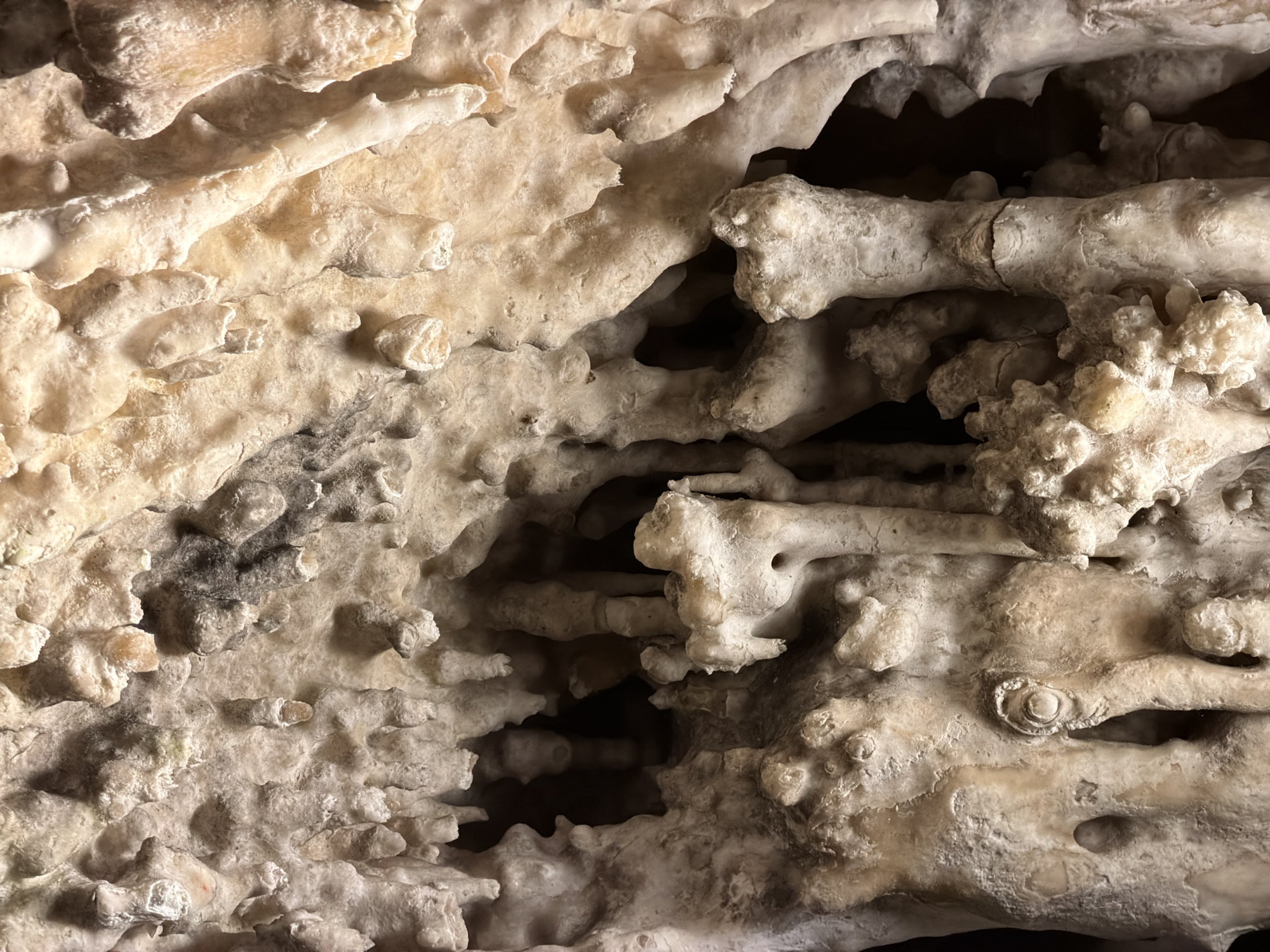 This image shows a close-up view of a light-colored, porous rock formation within the Caves of Drach (Cuevas del Drach), located in Manacor, Spain. The rock exhibits intricate, irregular patterns with numerous small holes and protrusions. The overall color is a creamy off-white, with variations in tone. Dark crevices are visible, creating depth and shadows within the formation.