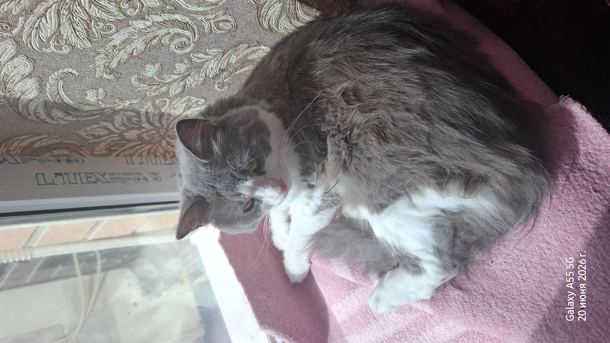 A fluffy grey and white cat is curled up on a pink blanket by a window. The cat has green eyes and is looking towards the right. Behind the cat is a wall with a patterned wallpaper. On the window frame, there is a label that says "LITEX". In the bottom left corner of the image, there is a text overlay indicating the device and date: "Galaxy A55 5G 20 июня 2026 г.". The scene appears to be indoors, likely in a residential setting. The lighting suggests it is daytime.