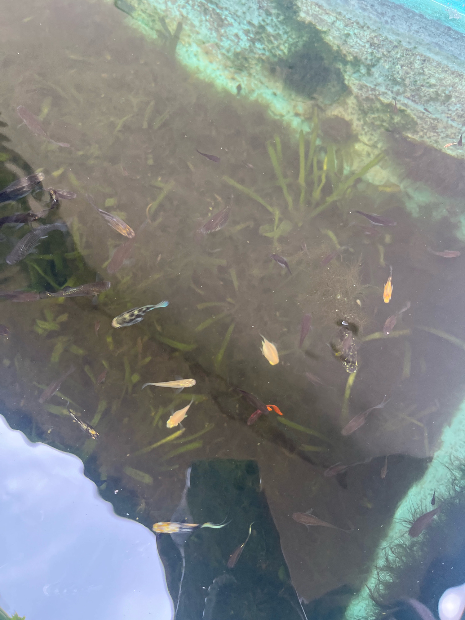 The image shows a shallow, murky body of water, likely a pond or small water feature, with numerous small fish swimming within it. The water is filled with aquatic plants, which appear as long, green strands. The edges of the water feature are visible, with a rough, textured surface that is partly submerged. The overall impression is of a natural or semi-natural environment within a garden or park setting. The image was taken outdoors, with the light suggesting it was during the daytime. There are no people visible in the image. The location of Lambaro Kueh, Indonesia, is not discernible from the visual content of the image itself.