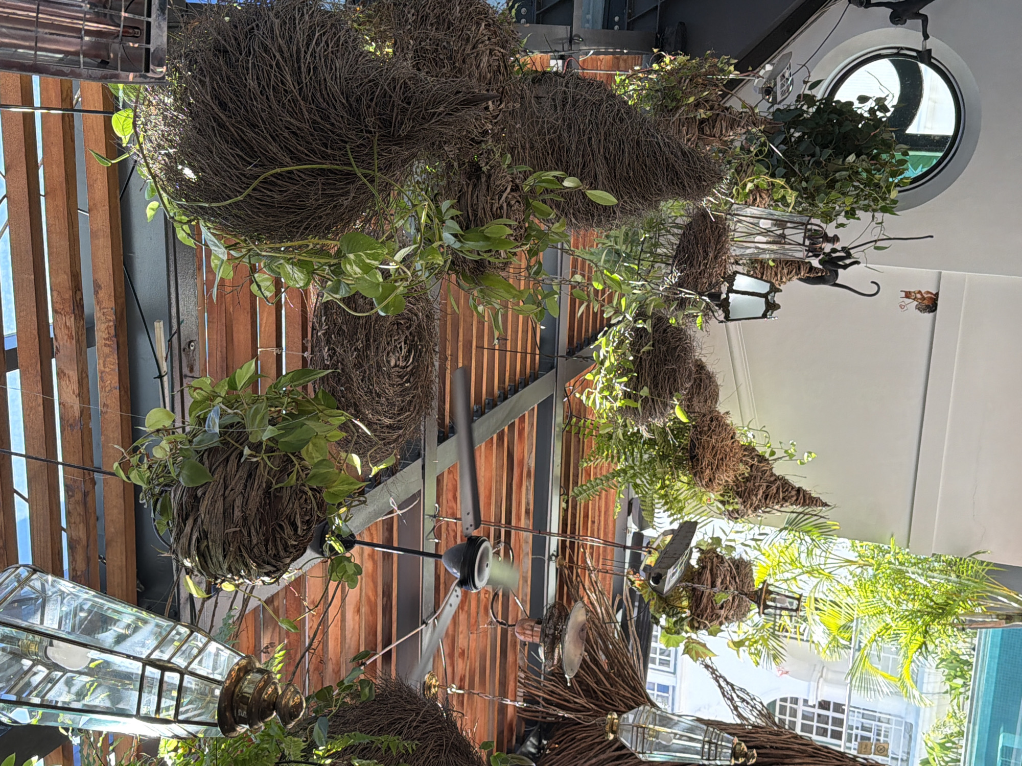 This is an indoor scene taken from below looking up at a ceiling. The ceiling is partially made of wood slats and interspersed with metal beams and hanging plants. The plants are potted in brown, nest-like containers. Several vintage-style glass lamps hang amidst the plants. A ceiling fan is also present. Beyond the immediate ceiling, through windows and other openings, one can see what appears to be buildings in Cape Town, South Africa. A round porthole-style window is also visible in a white section of the ceiling. The scene has a mix of natural light and artificial lighting from the lamps.