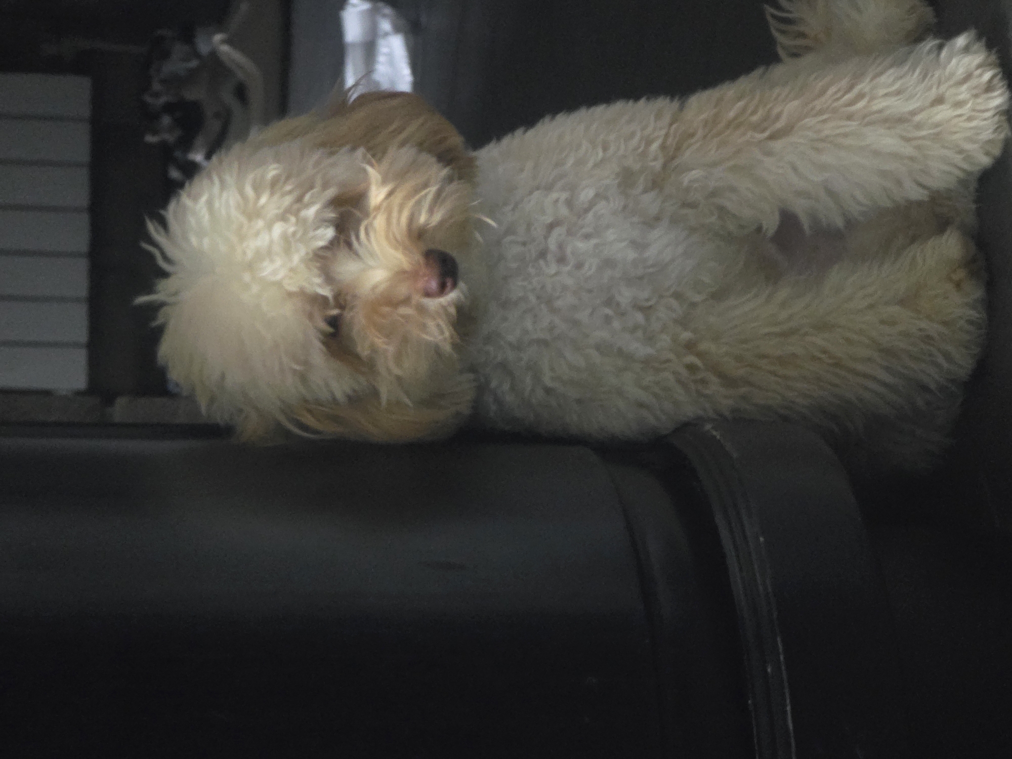 A light-colored, fluffy dog with a shaggy haircut sits beside a dark, cylindrical object. The dog has its head tilted down, with its face obscured by its fur. The background is dark and out of focus, with some indistinct shapes that could be furniture or shelving. The setting appears to be indoors, possibly a home or a studio. No specific location in Bila Tserkva, Ukraine, can be determined from the image.